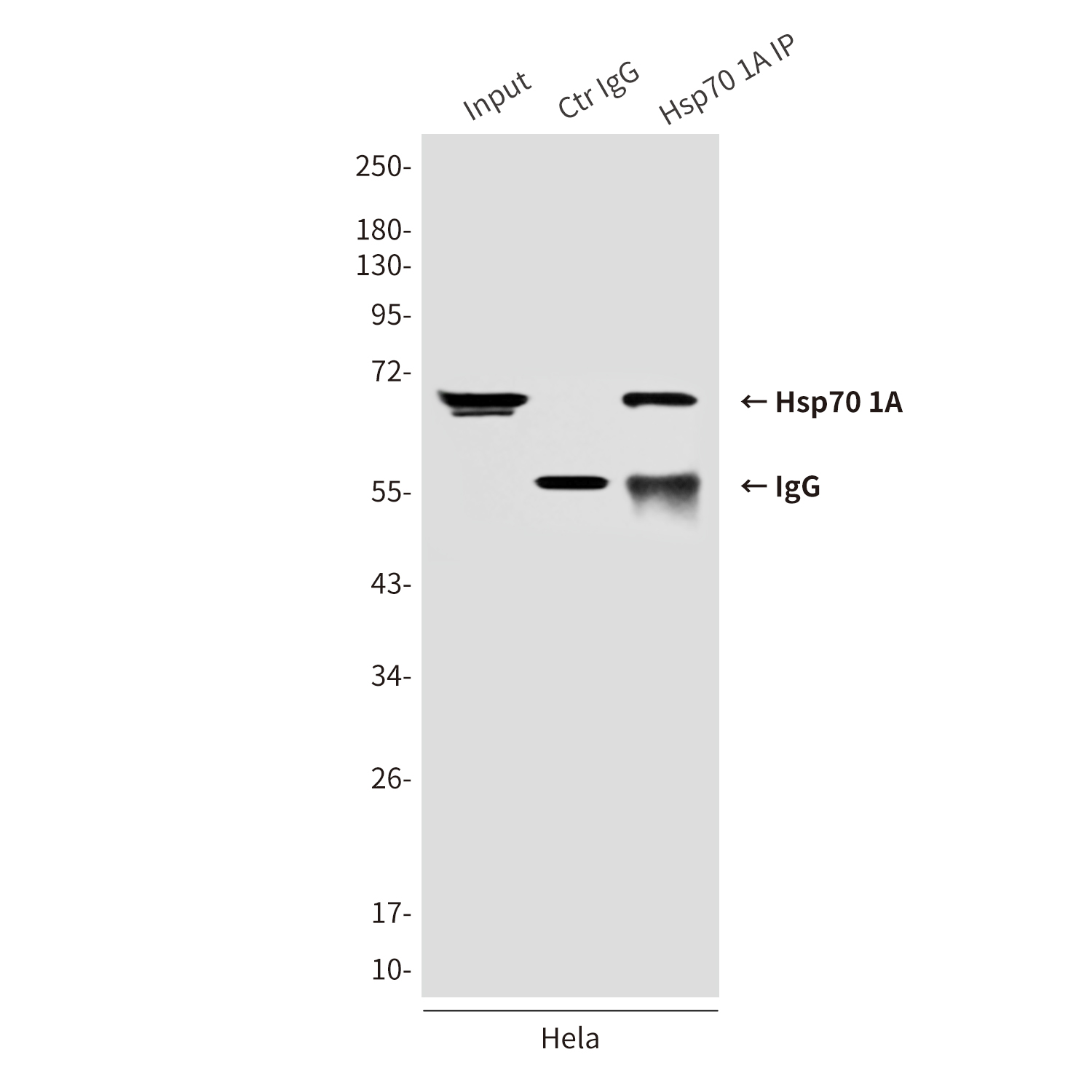 Hsp70 1A(2A11) Mouse mAb ABZ4153