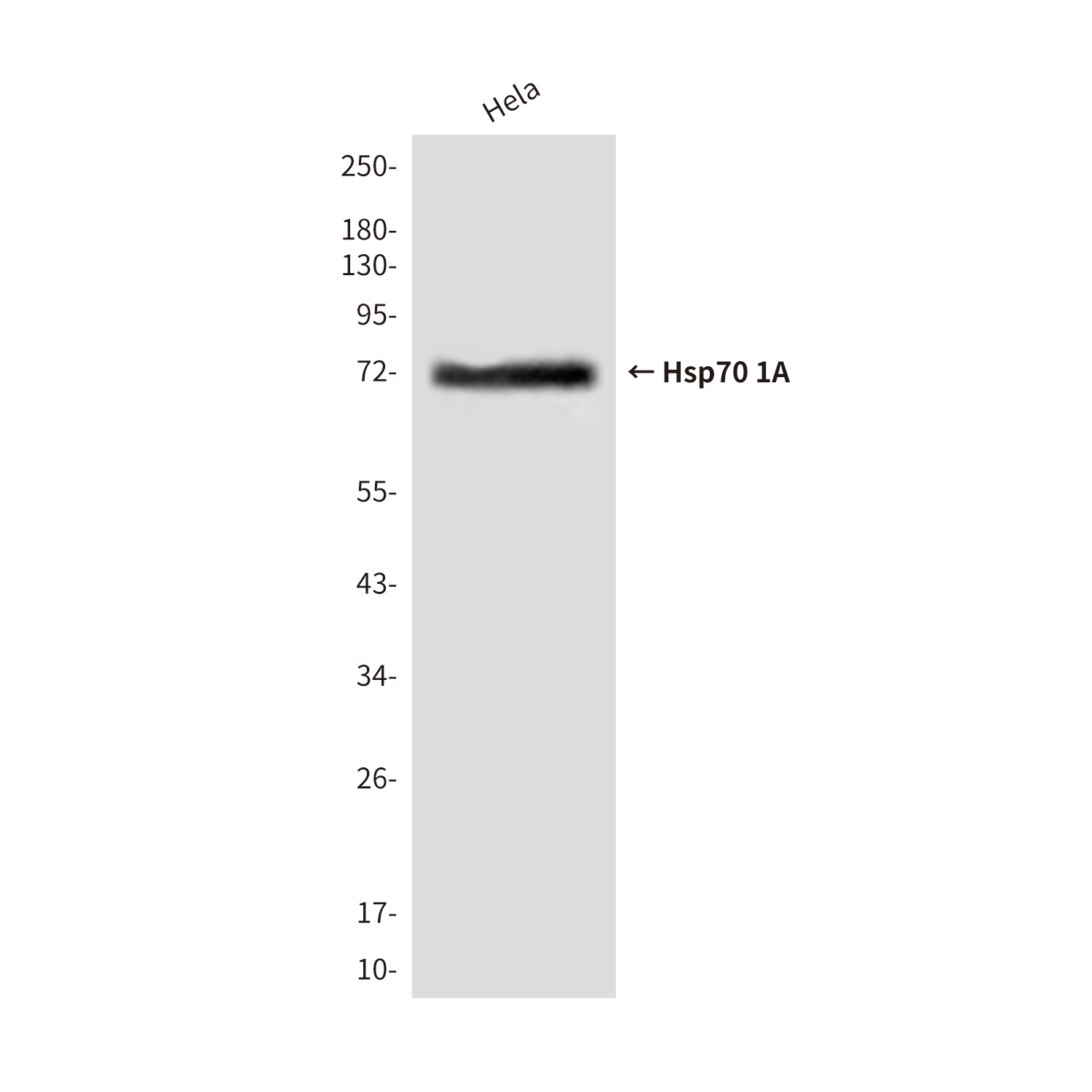 Hsp70 1A(2A11) Mouse mAb ABZ4153