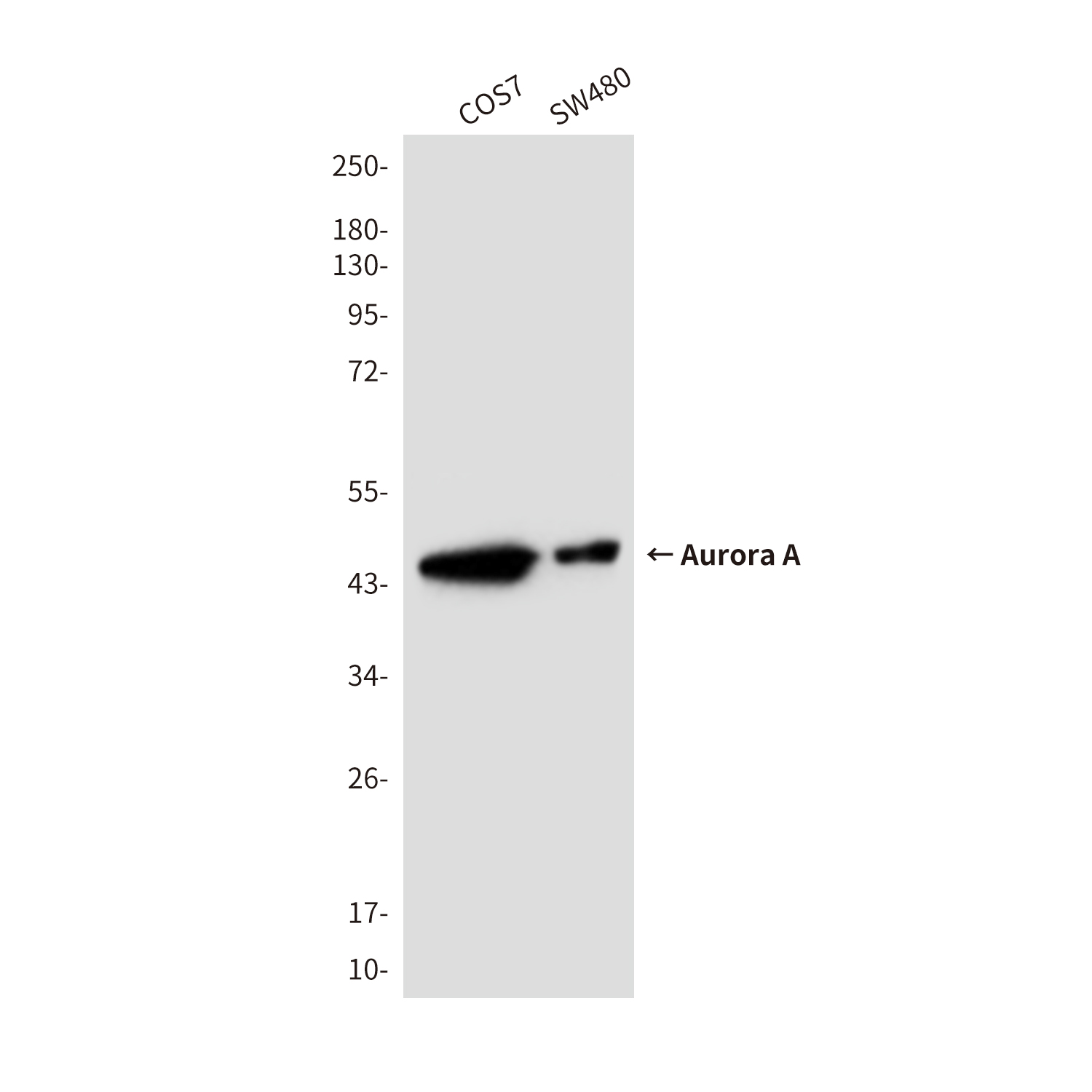 Aurora A (2E3) Mouse mAb ABZ4155