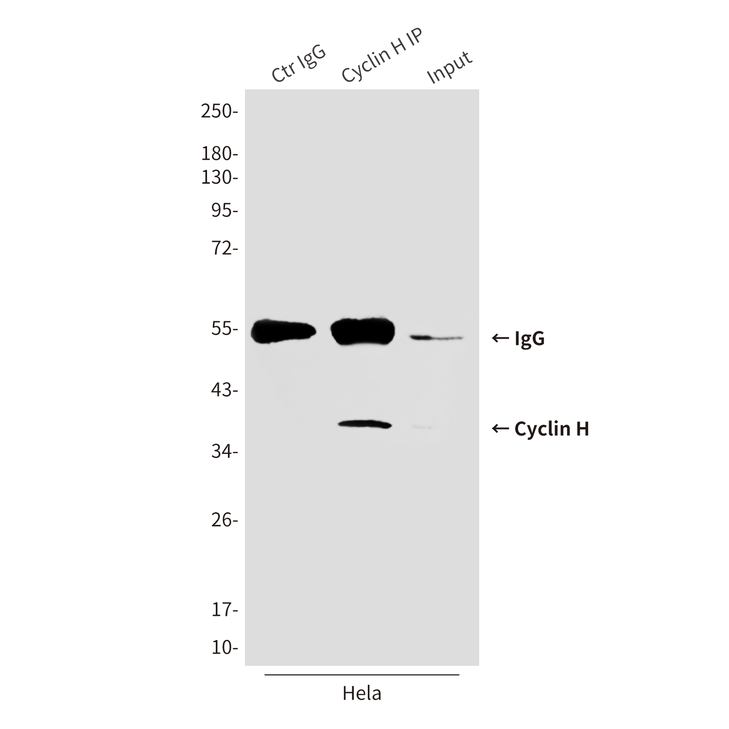 Cyclin H (4E11) Mouse mAb ABZ4157