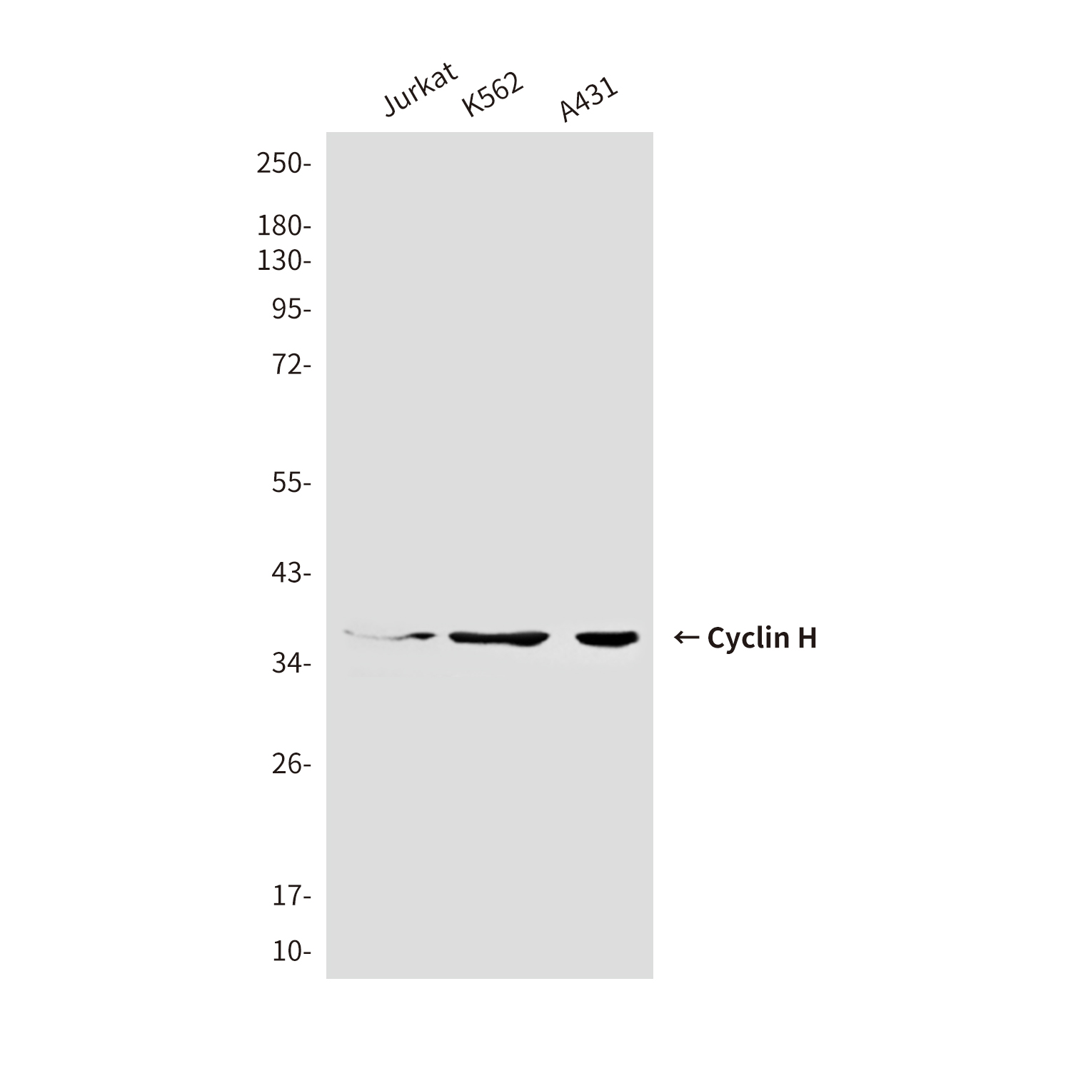 Cyclin H (4E11) Mouse mAb ABZ4157