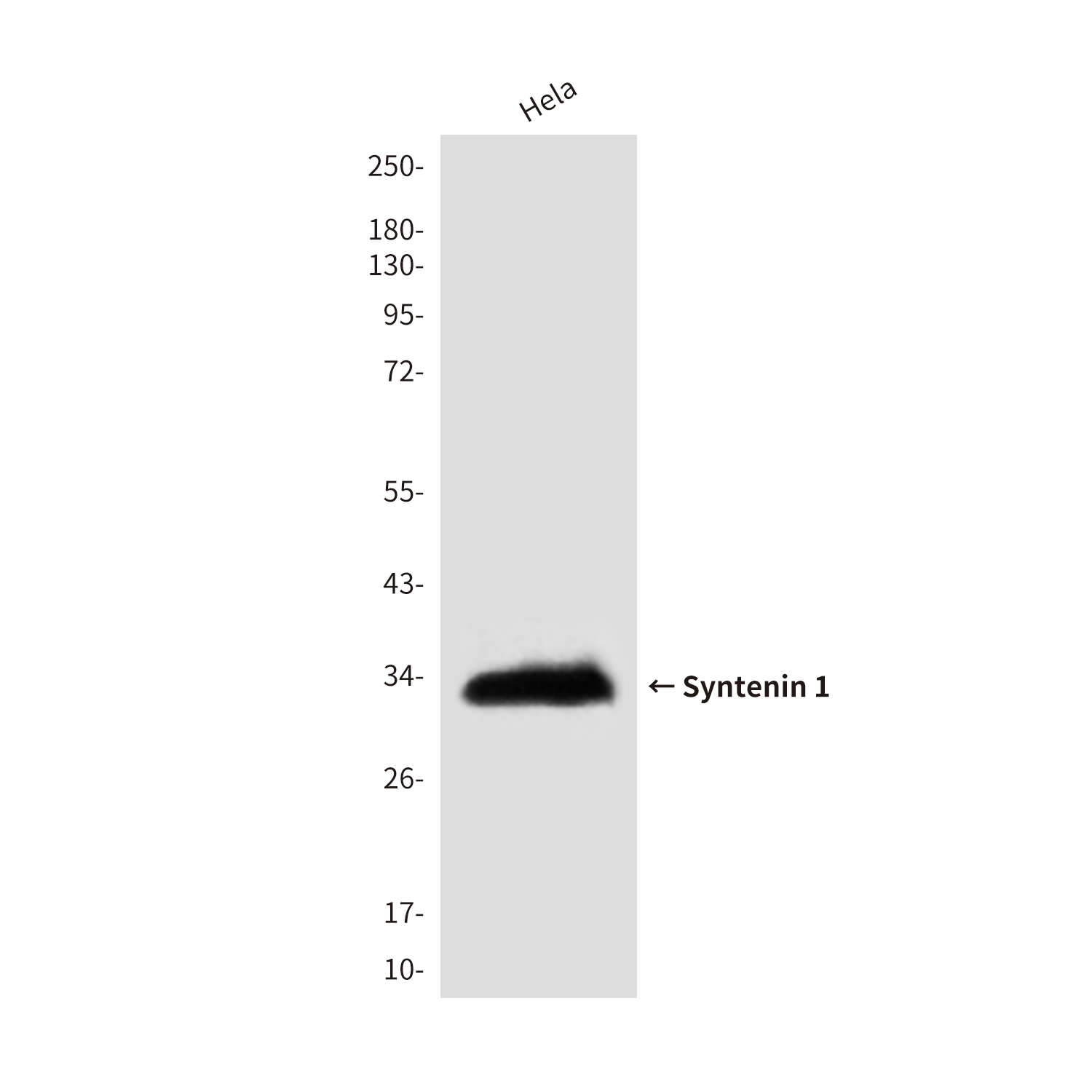 Syntenin 1 (3D9) Mouse mAb ABZ4160