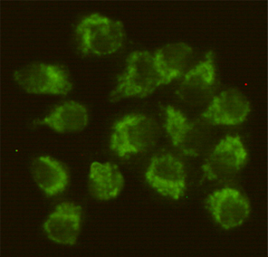 FYN (4B8) Mouse mAb ABZ4161