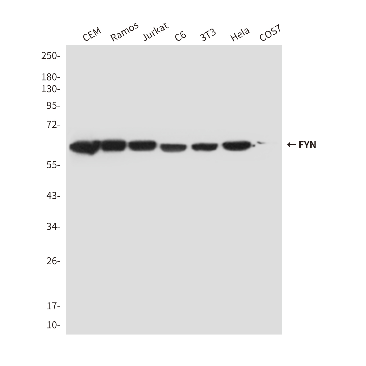 FYN (4B8) Mouse mAb ABZ4161