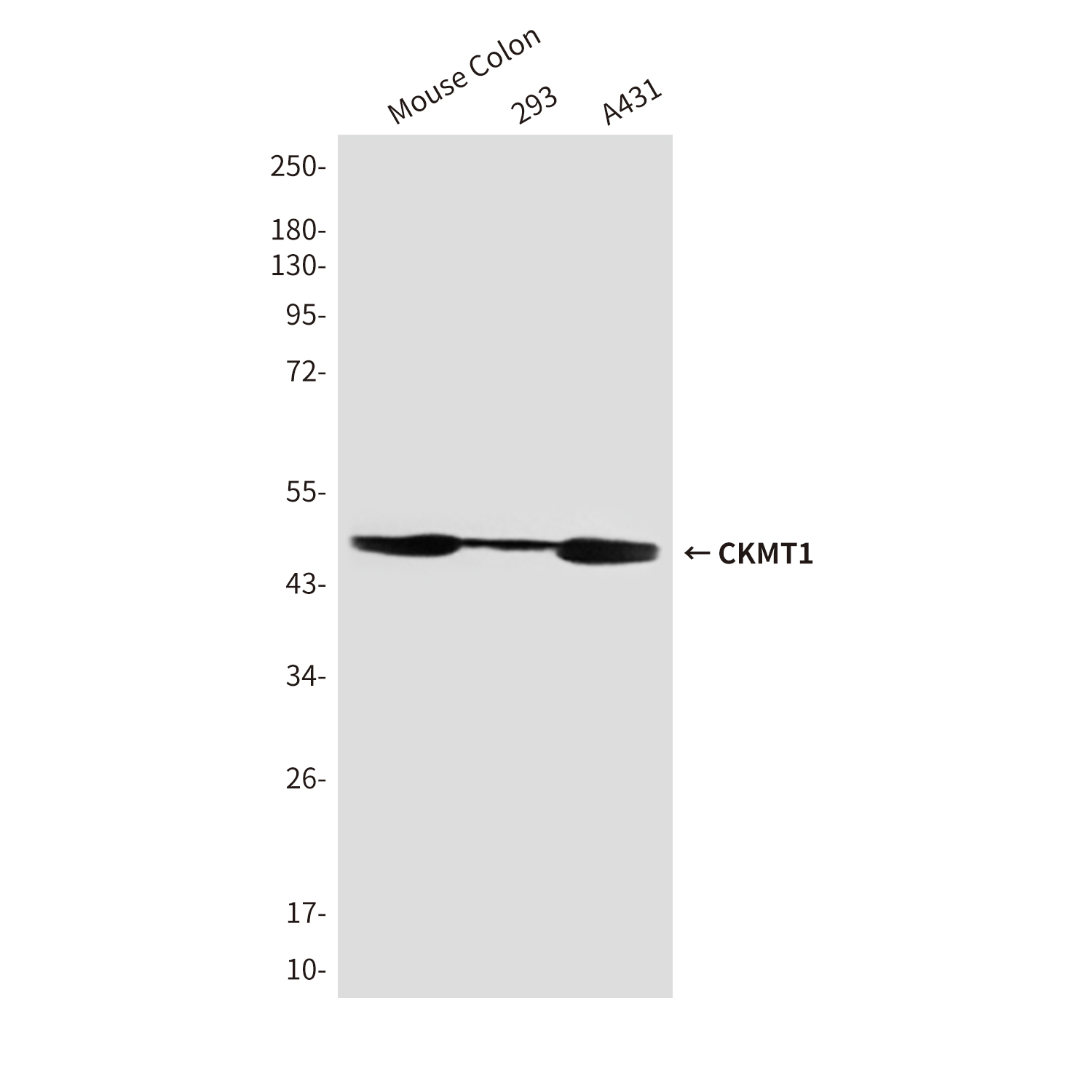 CKMT1 (1A6) Mouse mAb ABZ4164