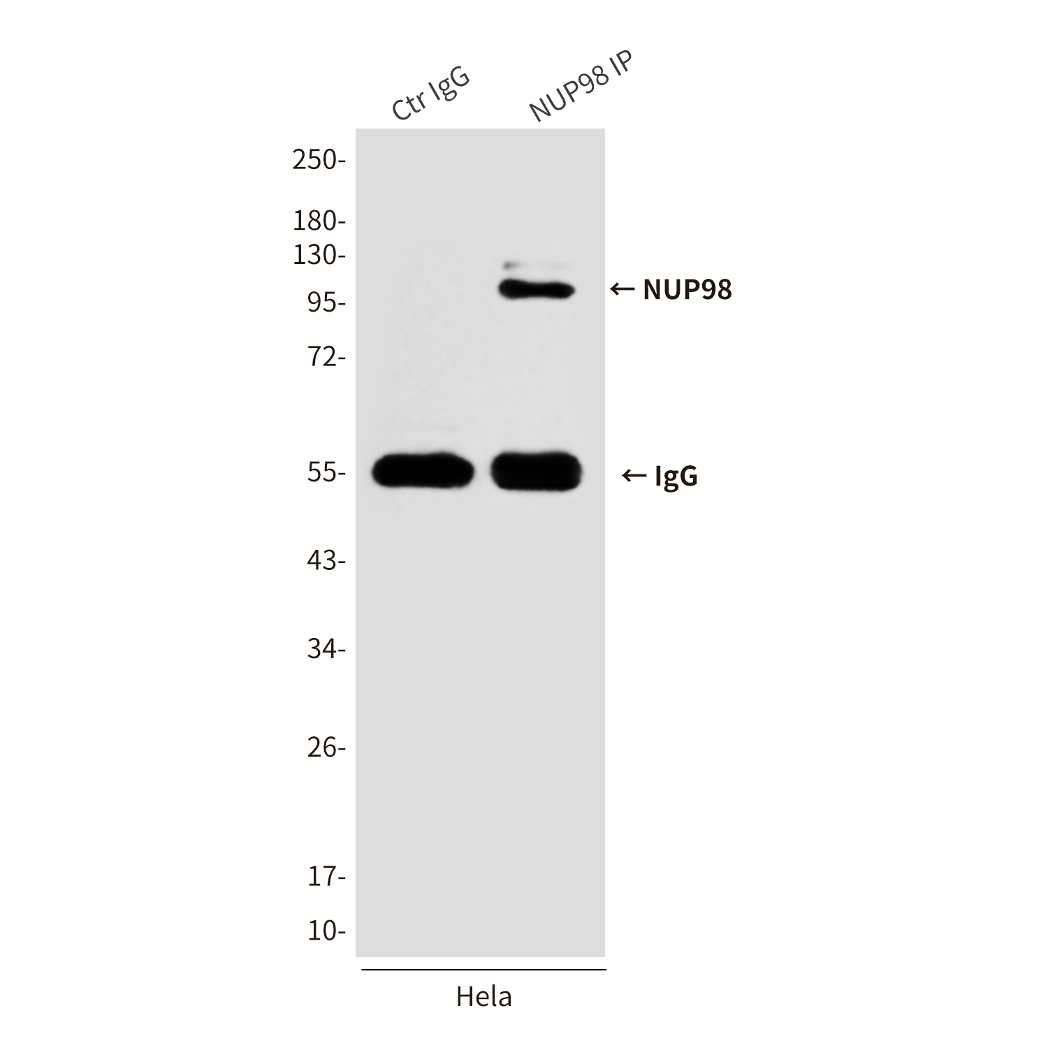 NUP98 (3B8) Mouse mAb ABZ4165