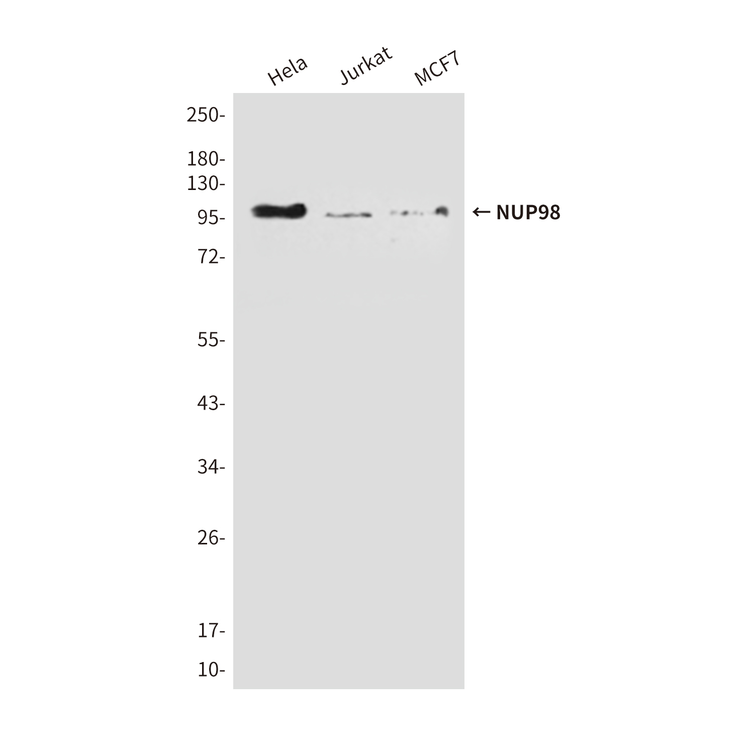 NUP98 (3B8) Mouse mAb ABZ4165