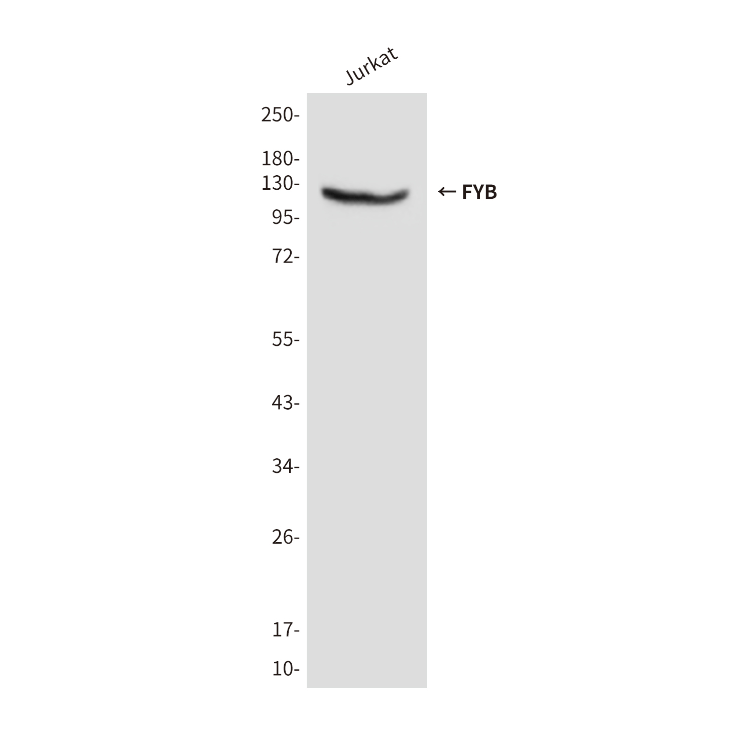 FYB (2H9) Mouse mAb ABZ4166
