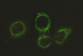 Pyruvate Dehydrogenase E2 (4A4) Mouse mAb ABZ4169