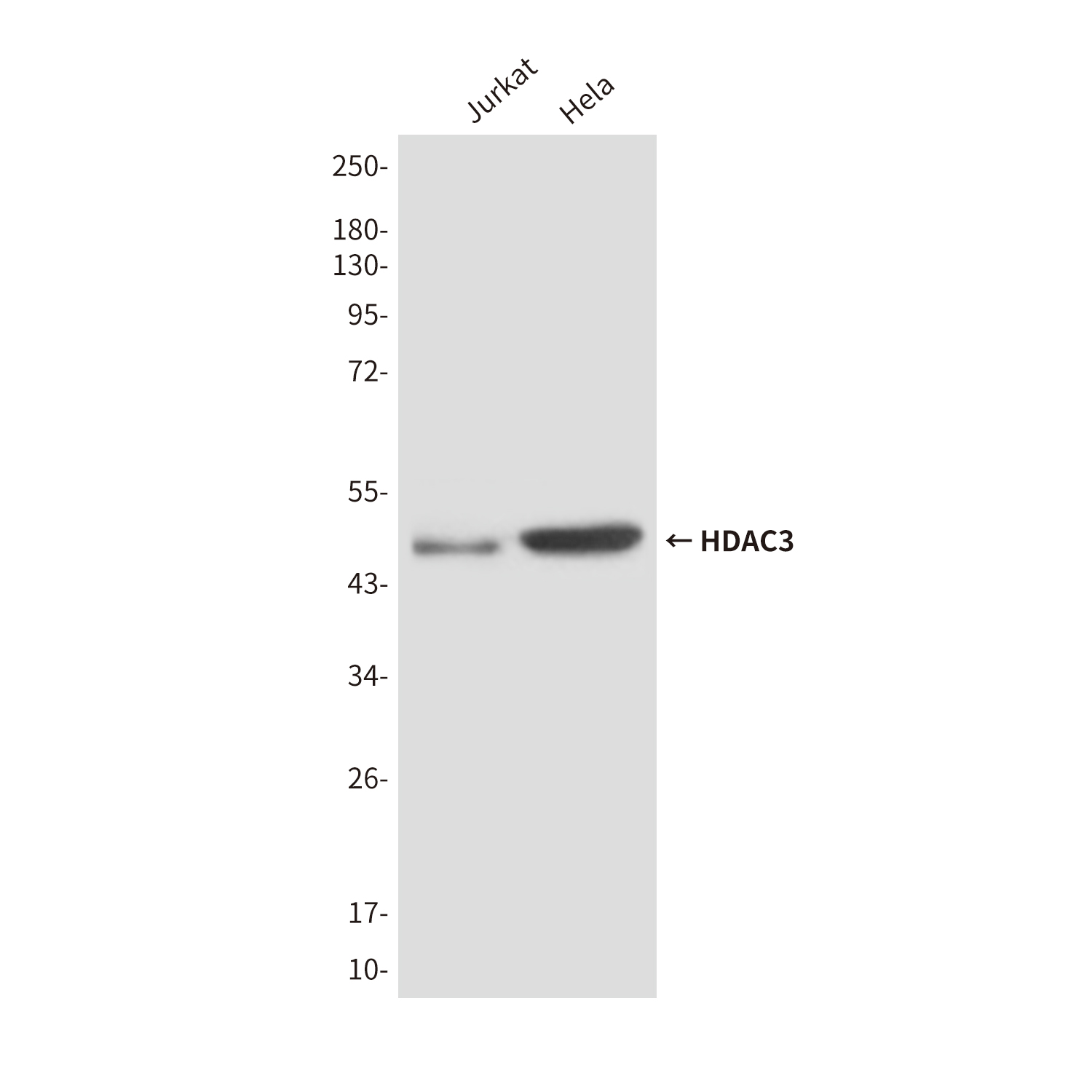 HDAC3 (3G3) Mouse mAb ABZ4172