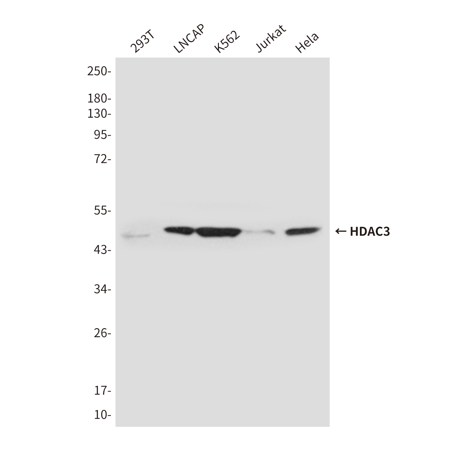 HDAC3 (3G3) Mouse mAb ABZ4172