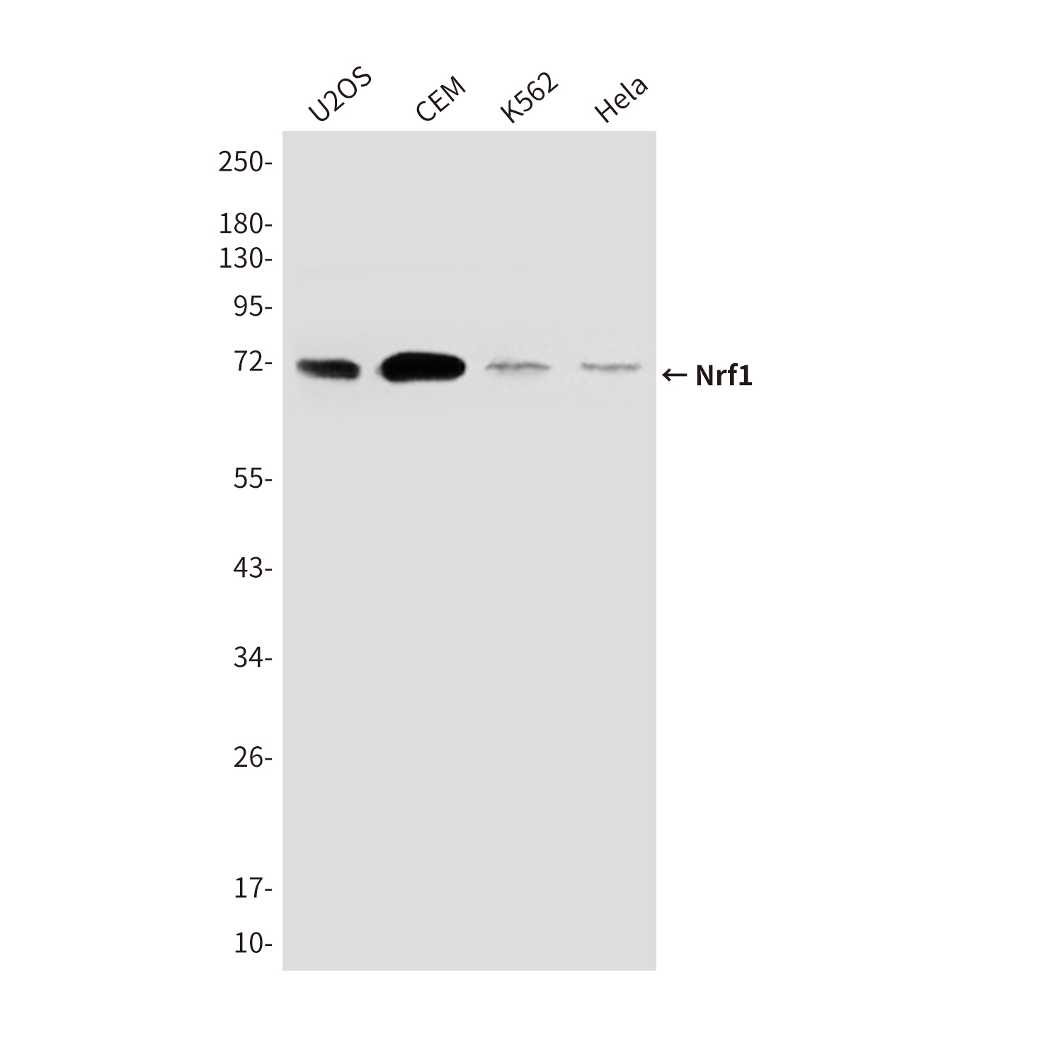 NRF1 (9E6) Mouse mAb ABZ4176