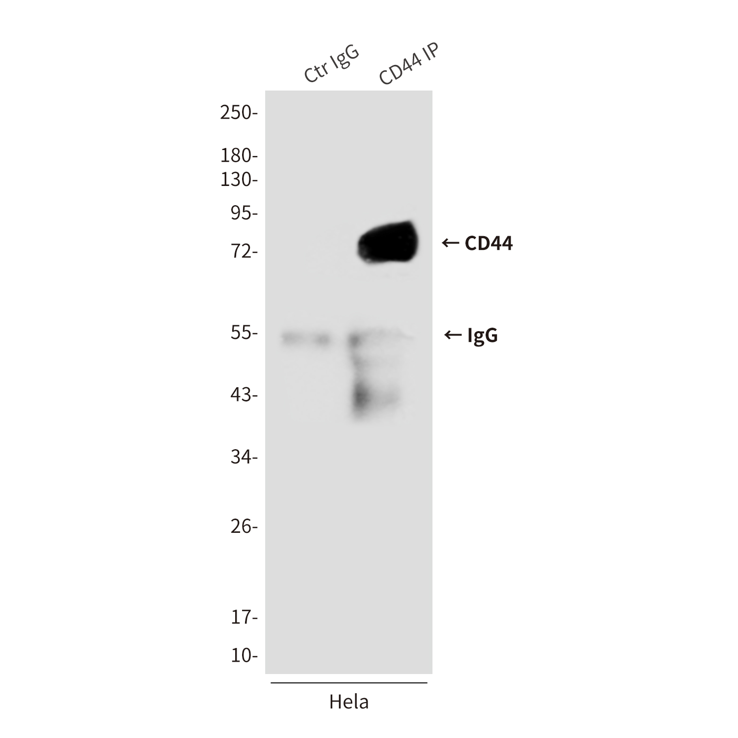 CD44 Mouse mAb ABZ4178