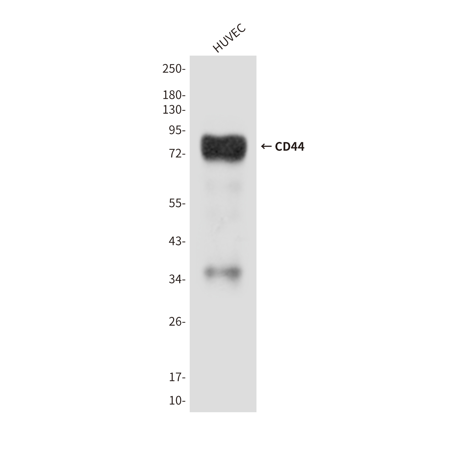 CD44 Mouse mAb ABZ4178
