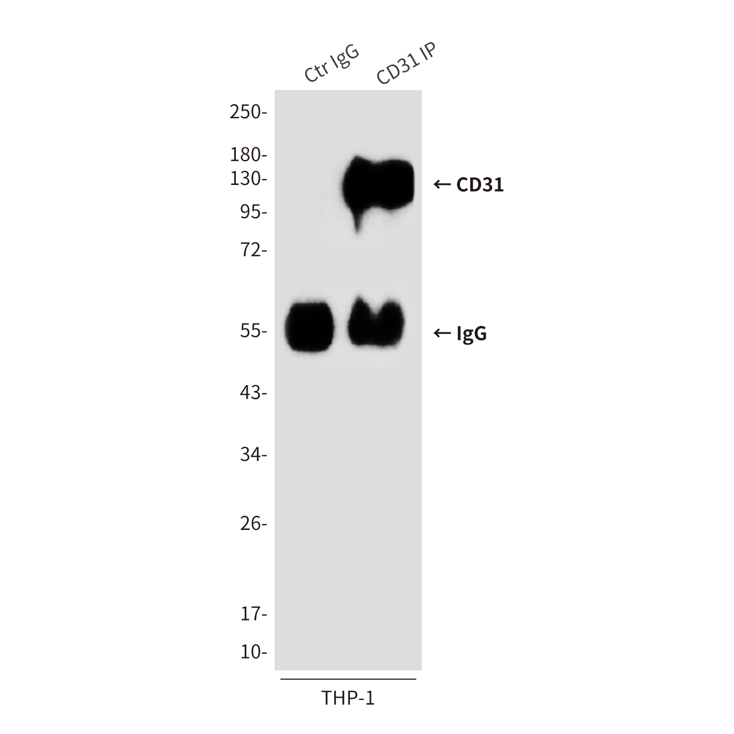 CD31 (2D3) Mouse mAb ABZ4181