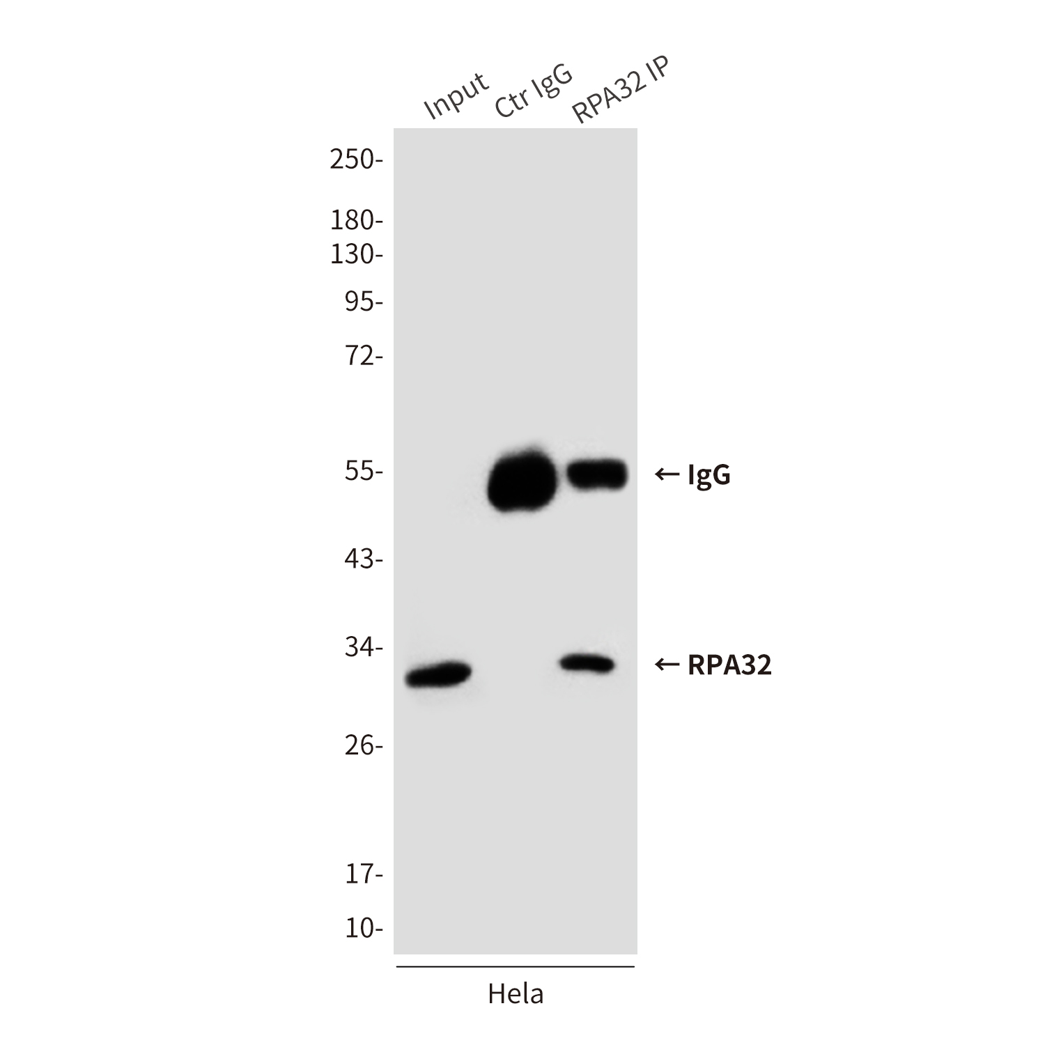 RPA32 (3E7) Mouse mAb ABZ4183