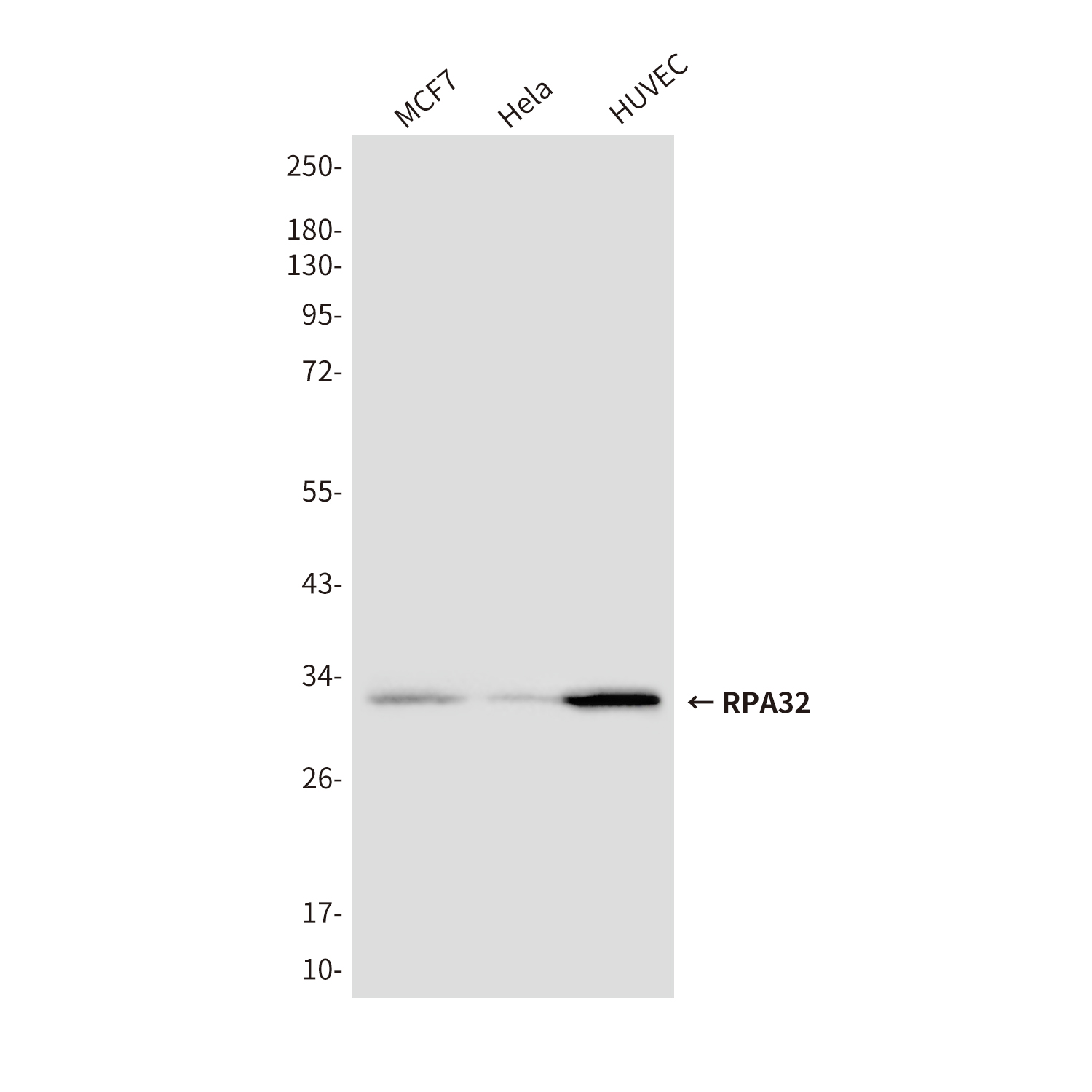 RPA32 (3E7) Mouse mAb ABZ4183