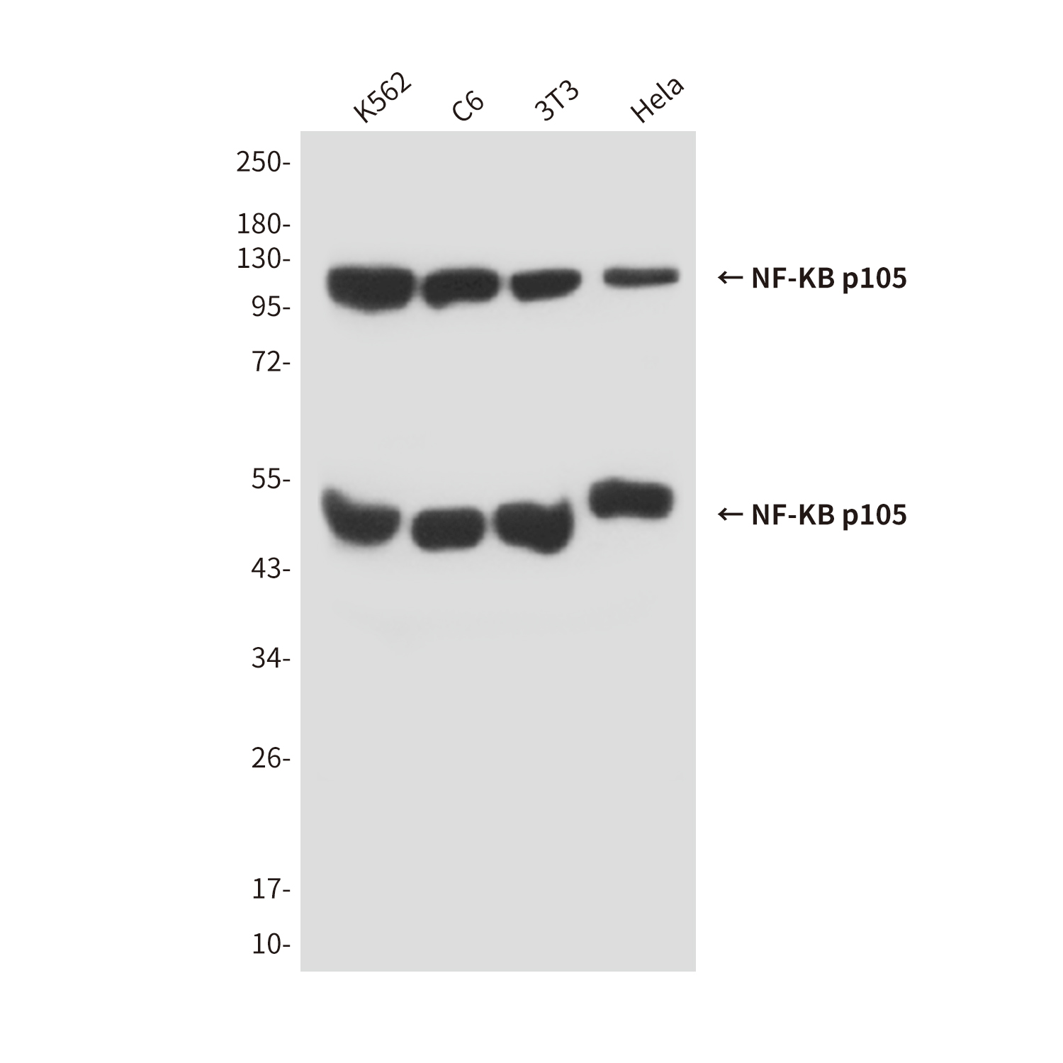 NF-KB p105 Mouse mAb ABZ4184