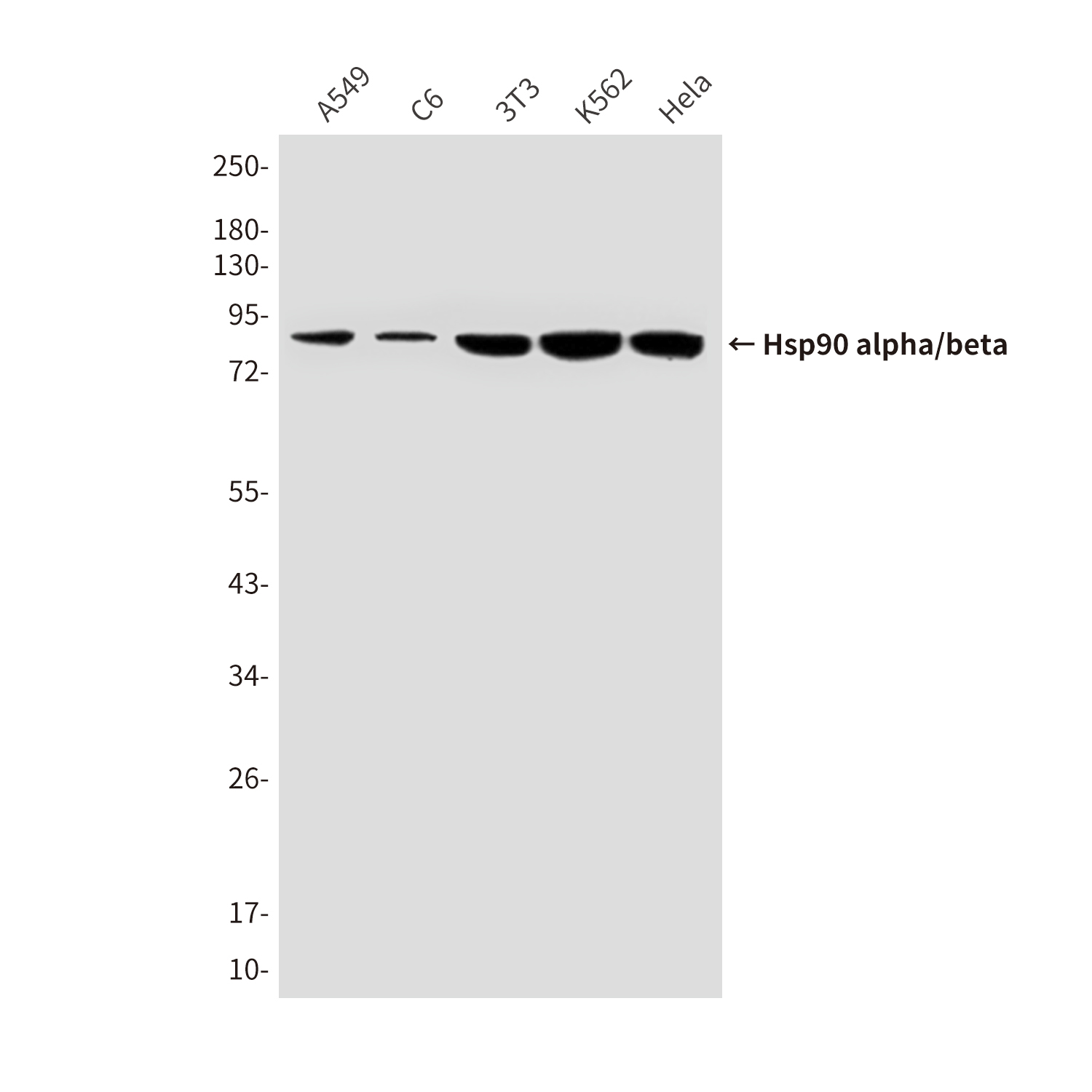 Hsp90 alpha/beta (4B6) Mouse mAb ABZ4185