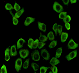 Hsp90 beta (3B9) Mouse mAb ABZ4186