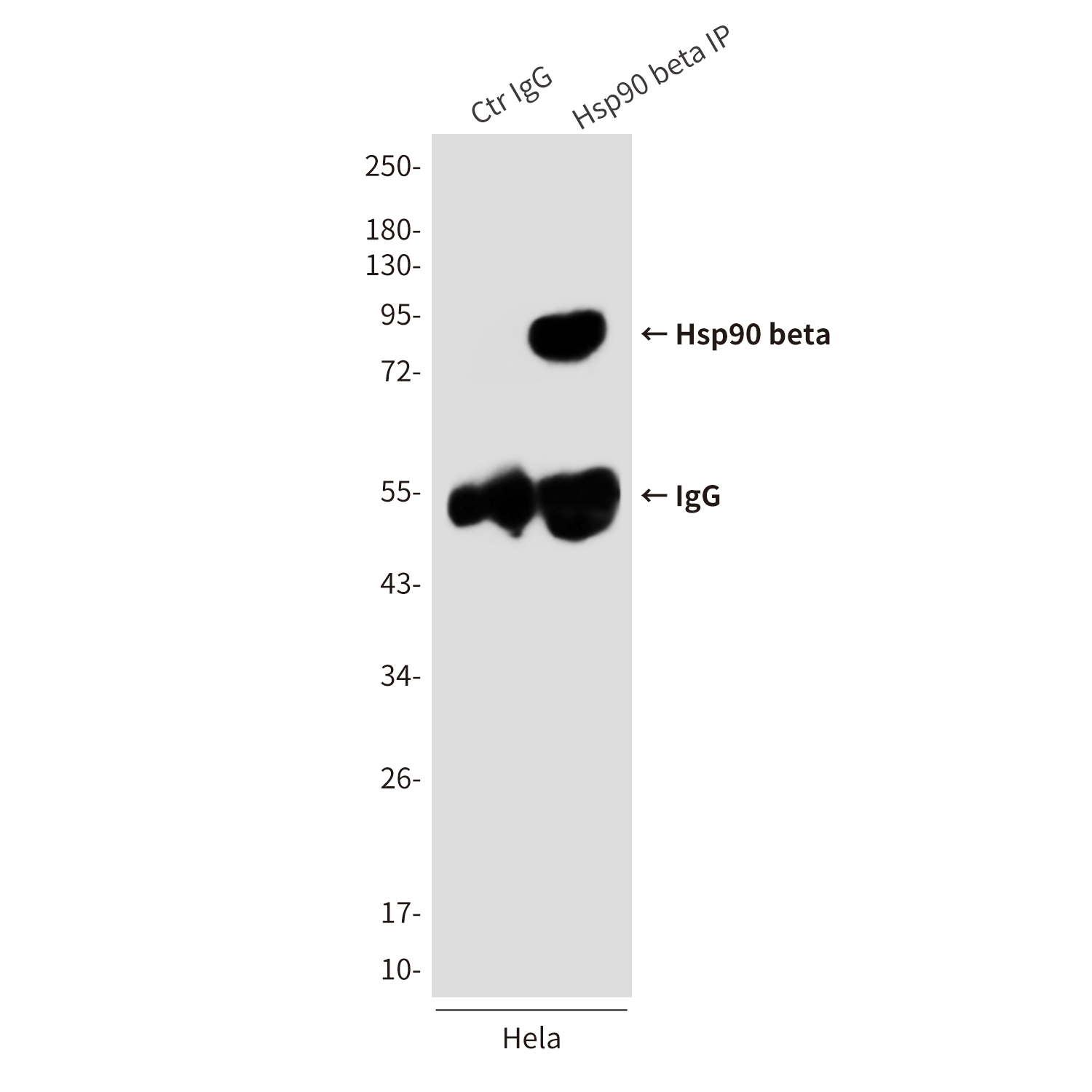 Hsp90 beta (3B9) Mouse mAb ABZ4186