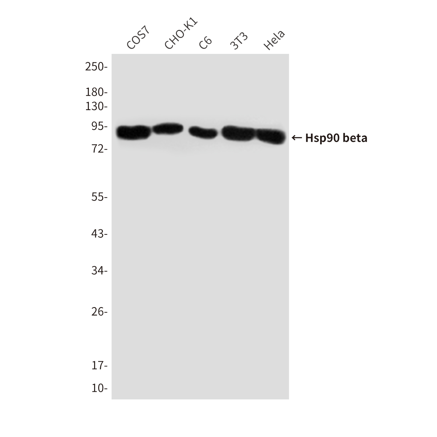 Hsp90 beta (3B9) Mouse mAb ABZ4186