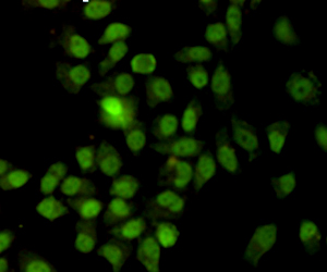 Ku70 (7B1) Mouse mAb ABZ4187