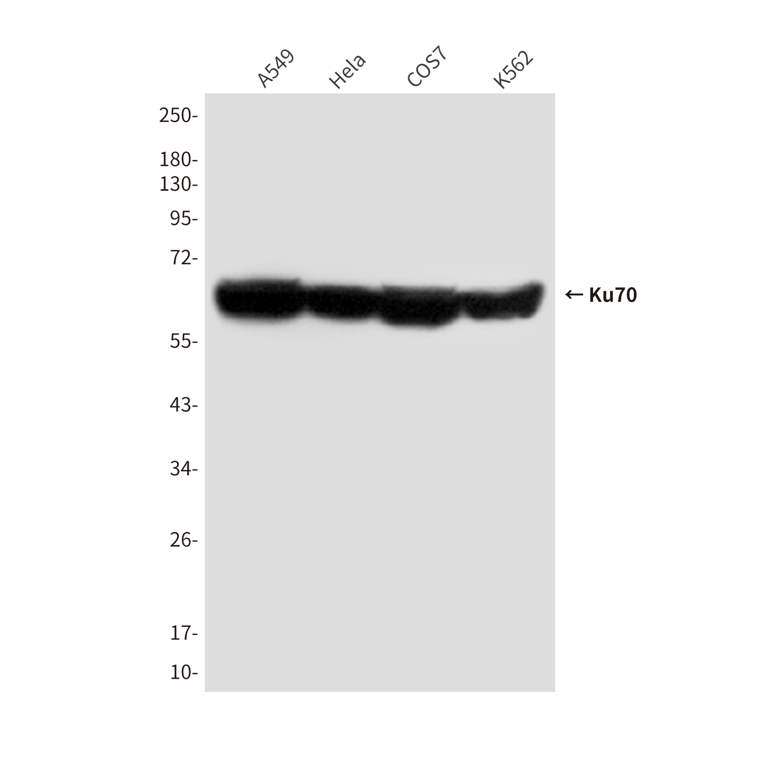 Ku70 (7B1) Mouse mAb ABZ4187