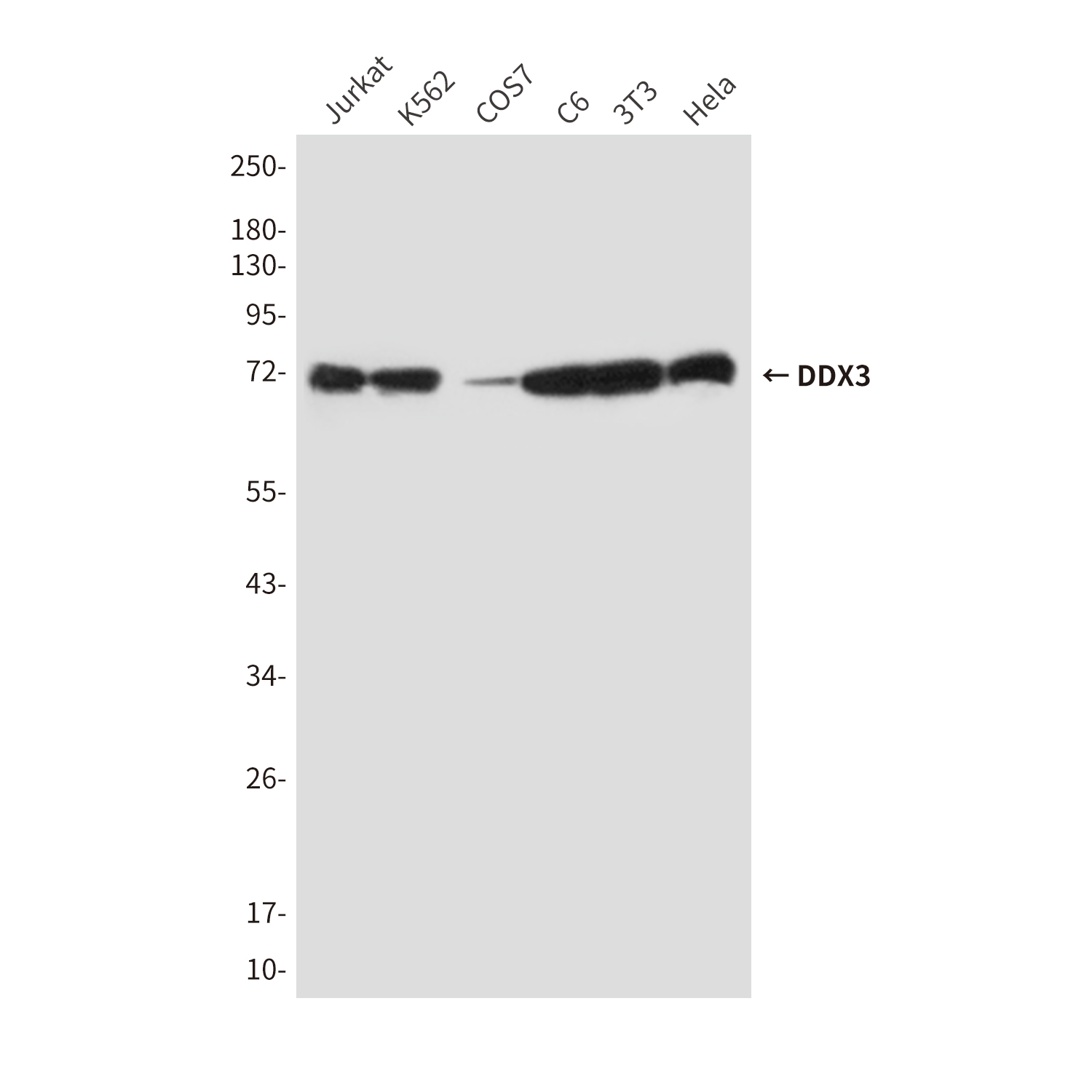 DDX3 Mouse mAb ABZ4190