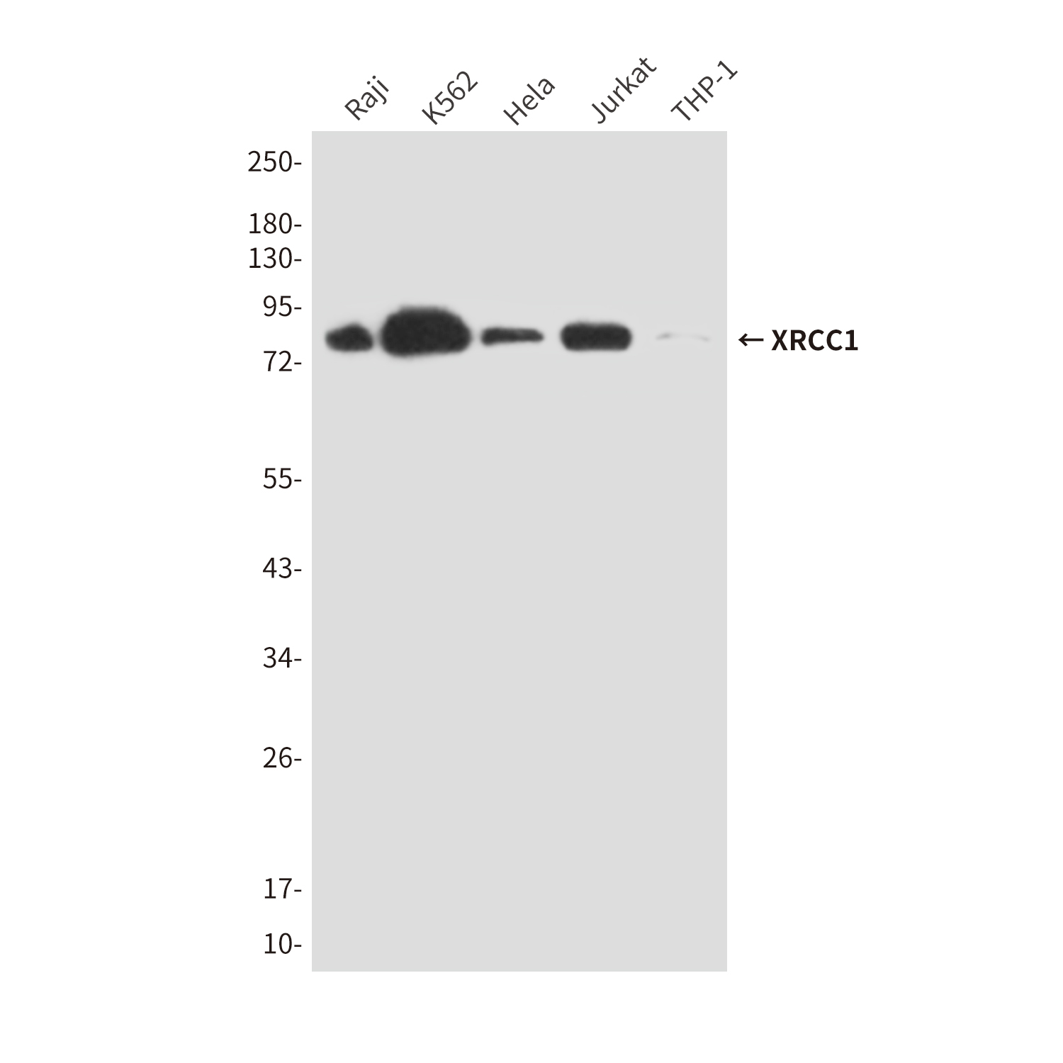 XRCC1 Mouse mAb ABZ4191
