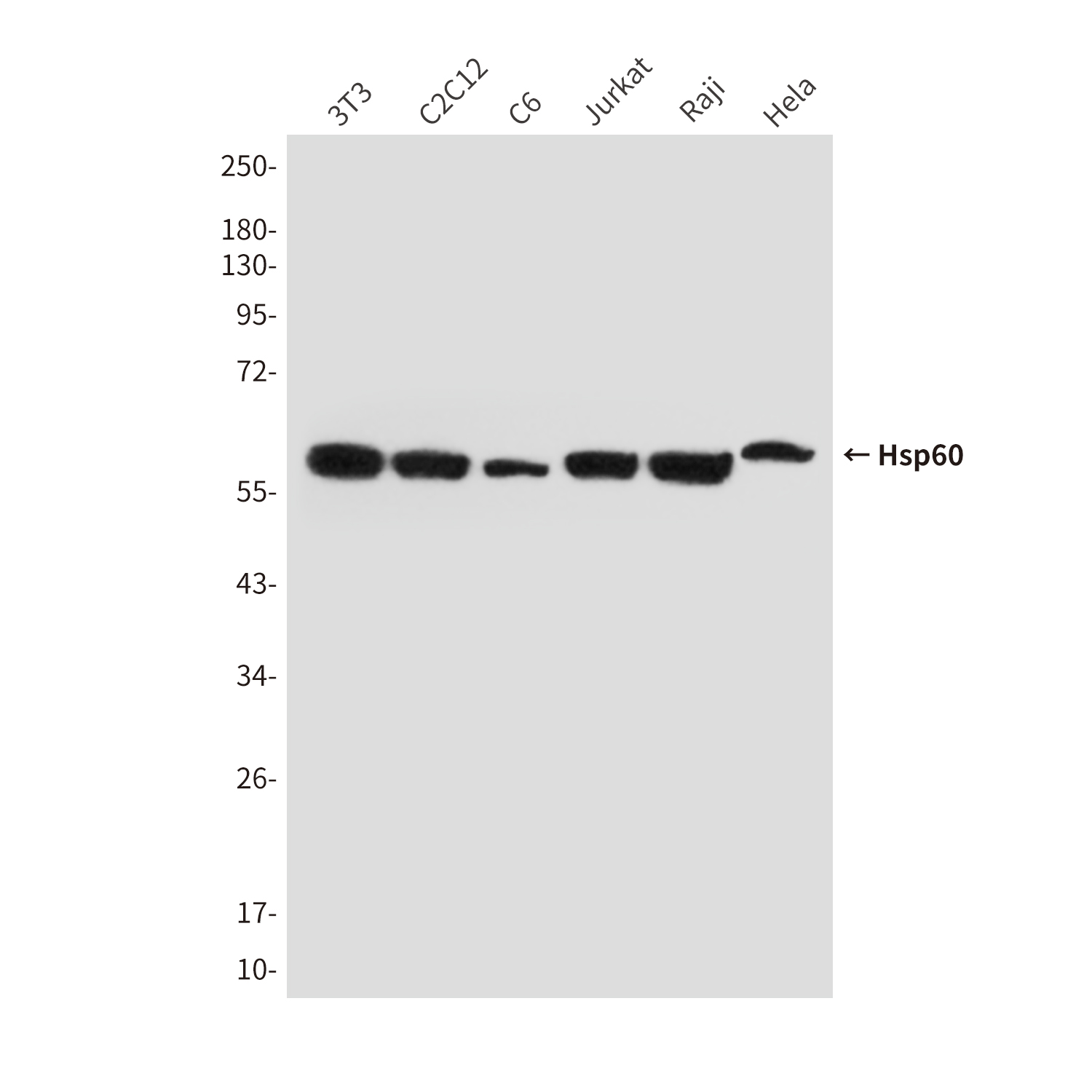 Hsp60 Mouse mAb ABZ4193
