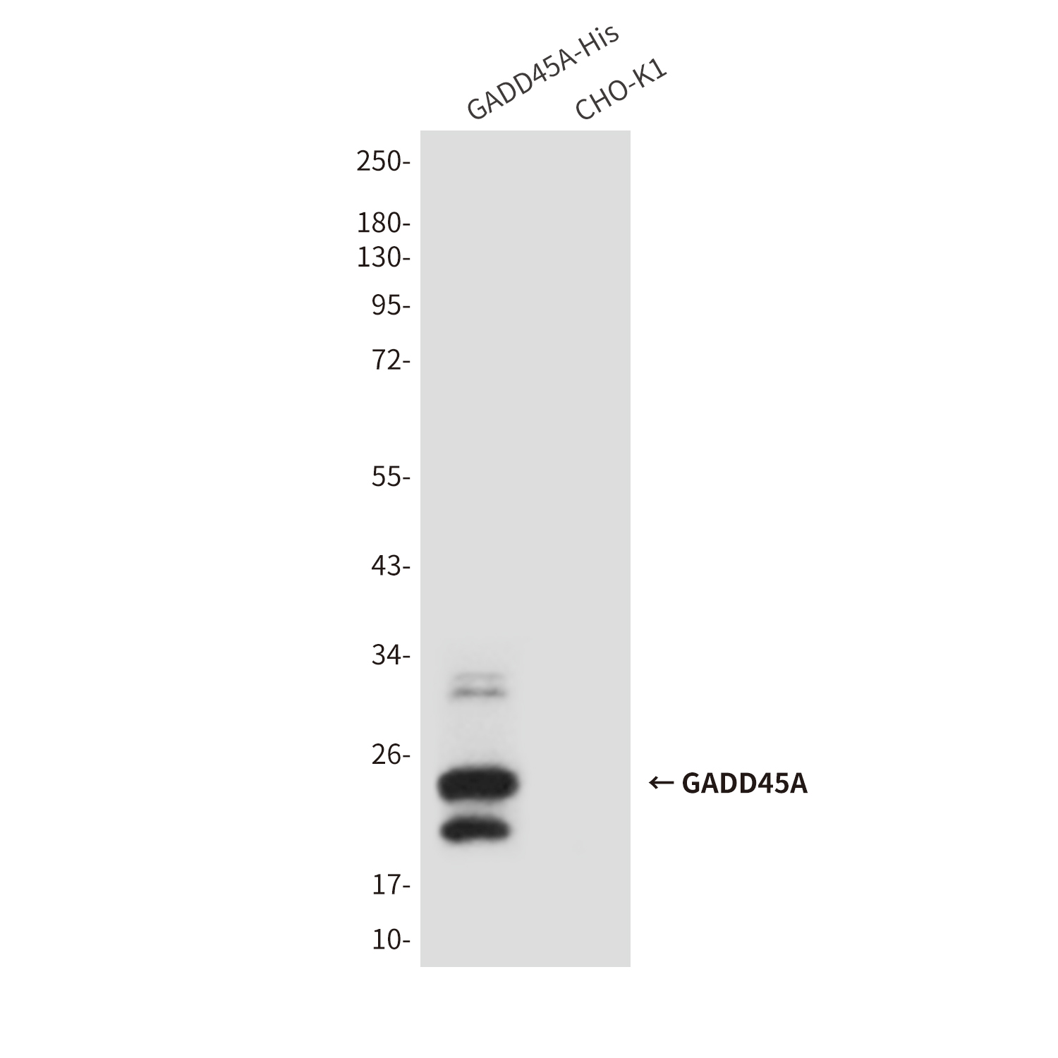 GADD45A (6C3) Mouse mAb ABZ4194