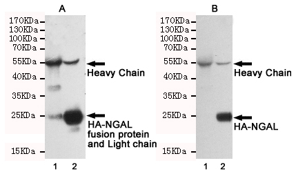 Rabbit IgG (5B2) Mouse mAb ABZ4196
