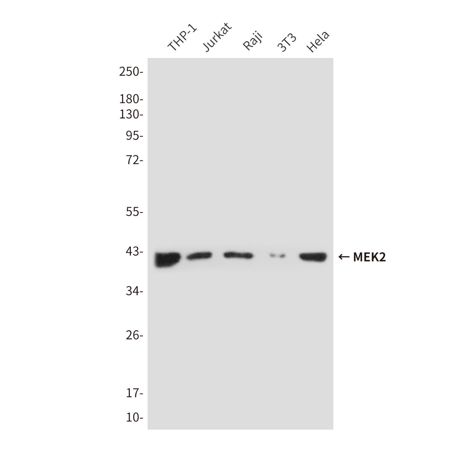 Rabbit IgG (5B2) Mouse mAb ABZ4196