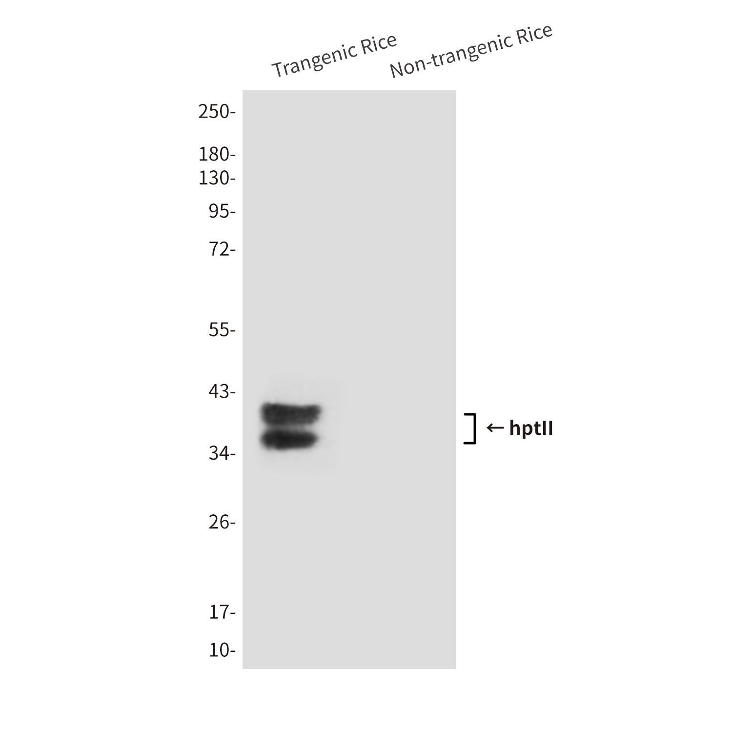 hptII (2D3) Mouse mAb ABZ4197