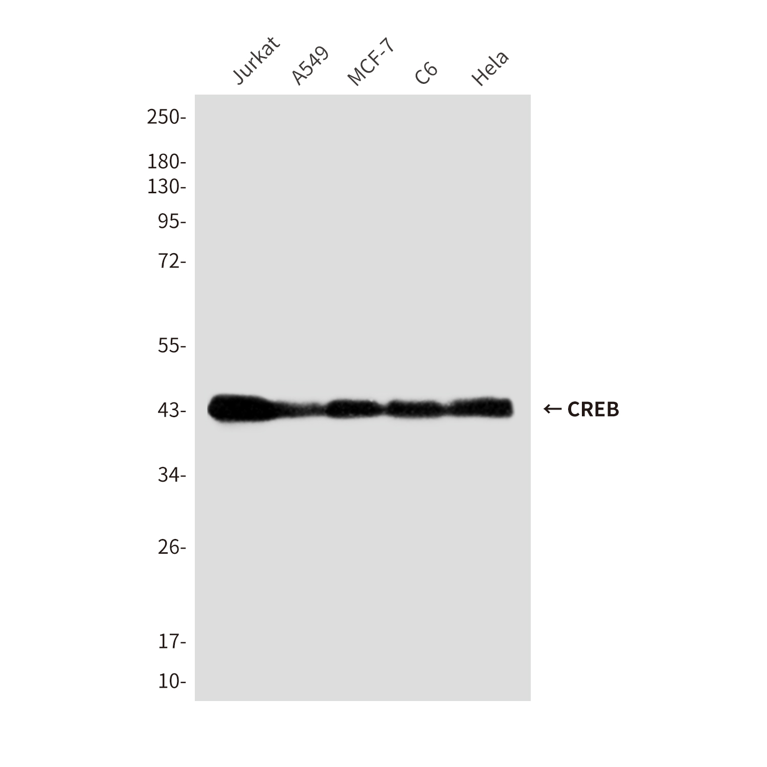 CREB (1E9) Mouse mAb ABZ4201
