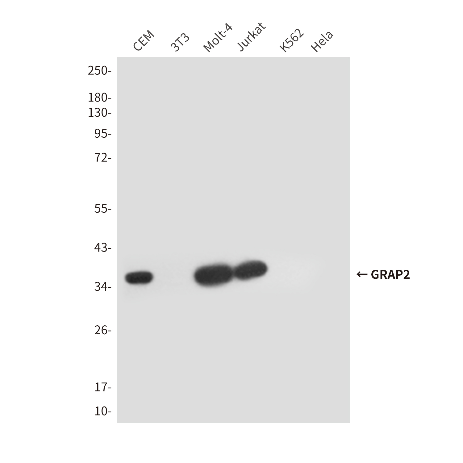 GRAP2 (5C7) Mouse mAb ABZ4202