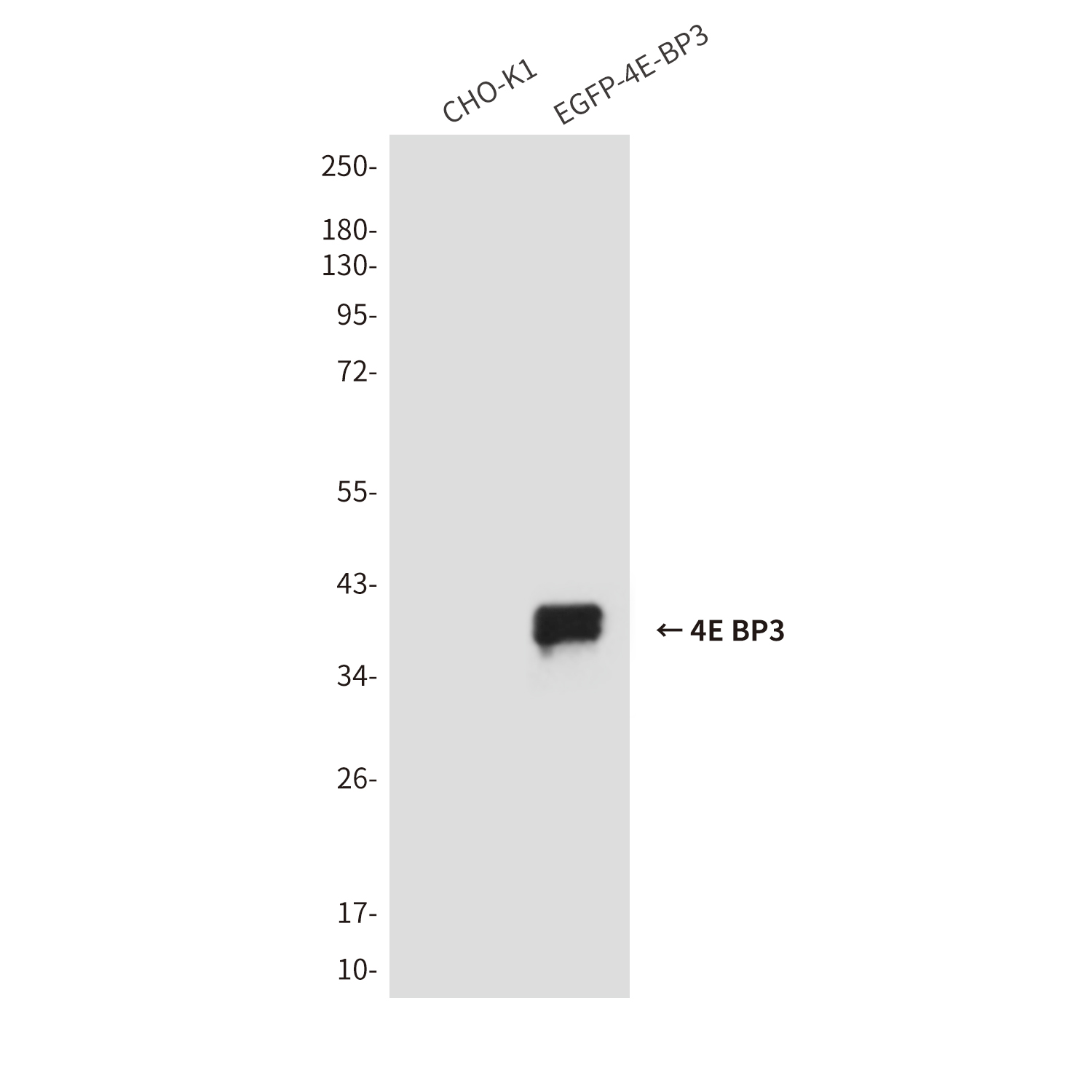 4E BP3 (3B6) Mouse mAb ABZ4204