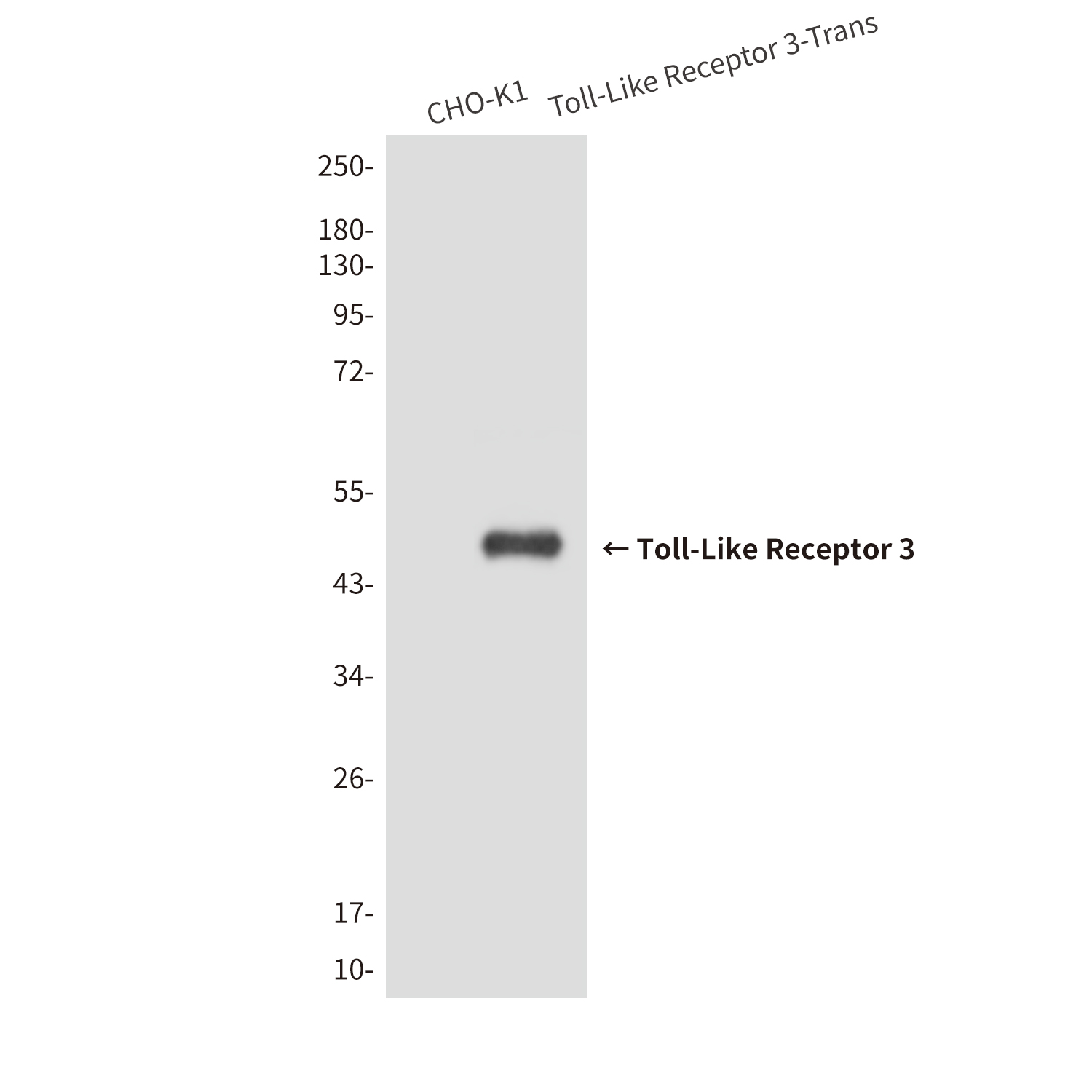 Toll-Like Receptor 3 (2F10) Mouse mAb ABZ4206