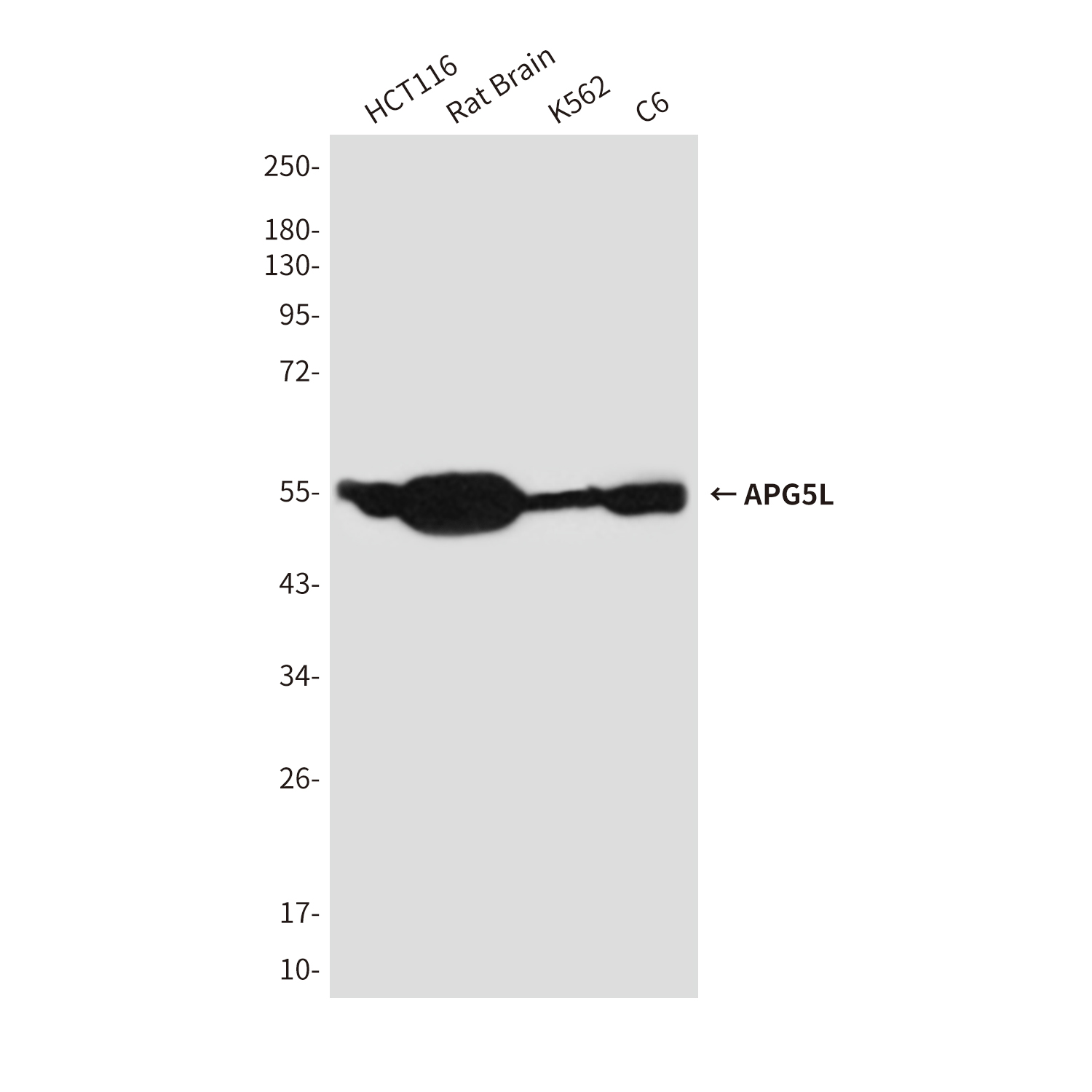 APG5L/ATG5 (8F1) Mouse mAb ABZ4210