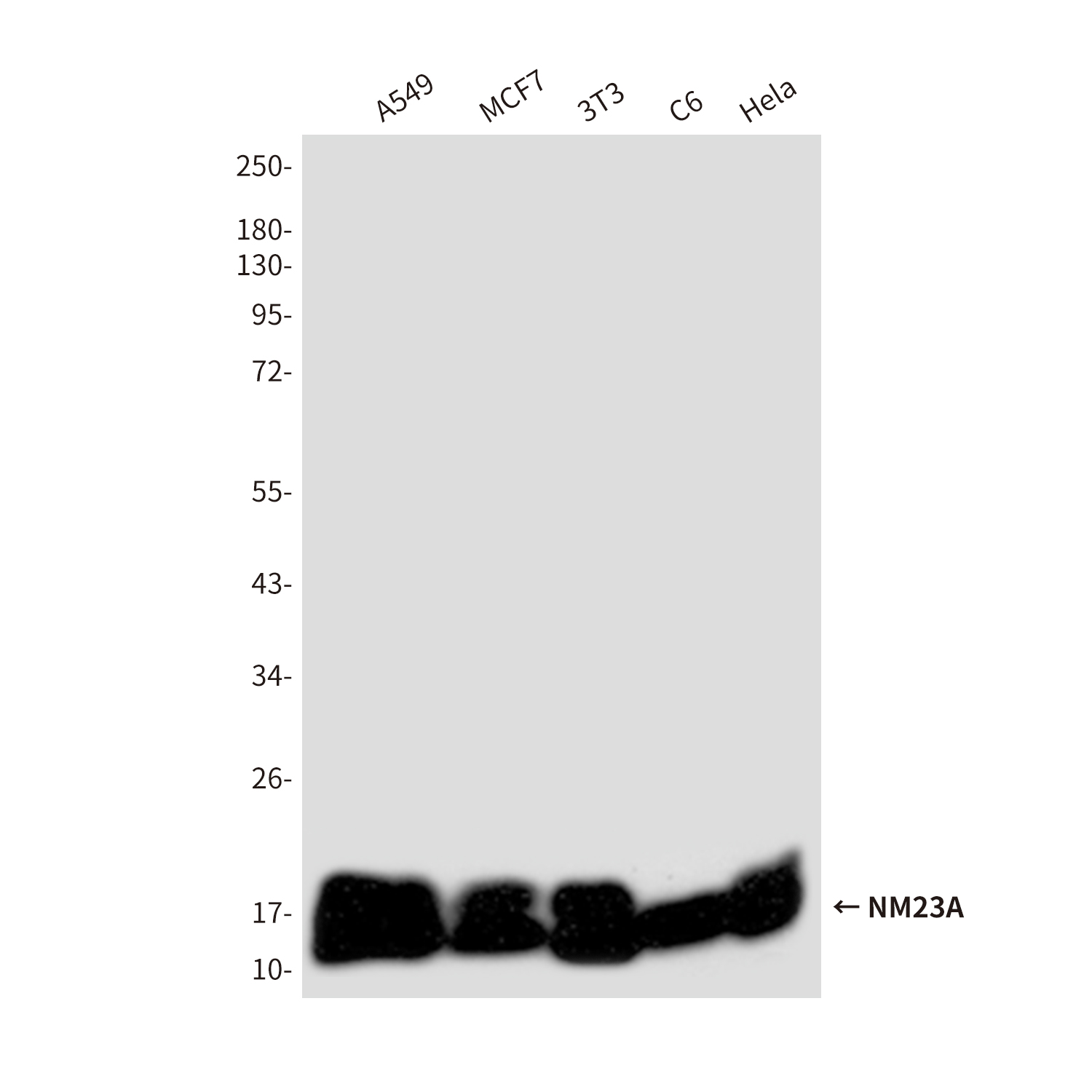 NM23A (1H9) Mouse mAb ABZ4211