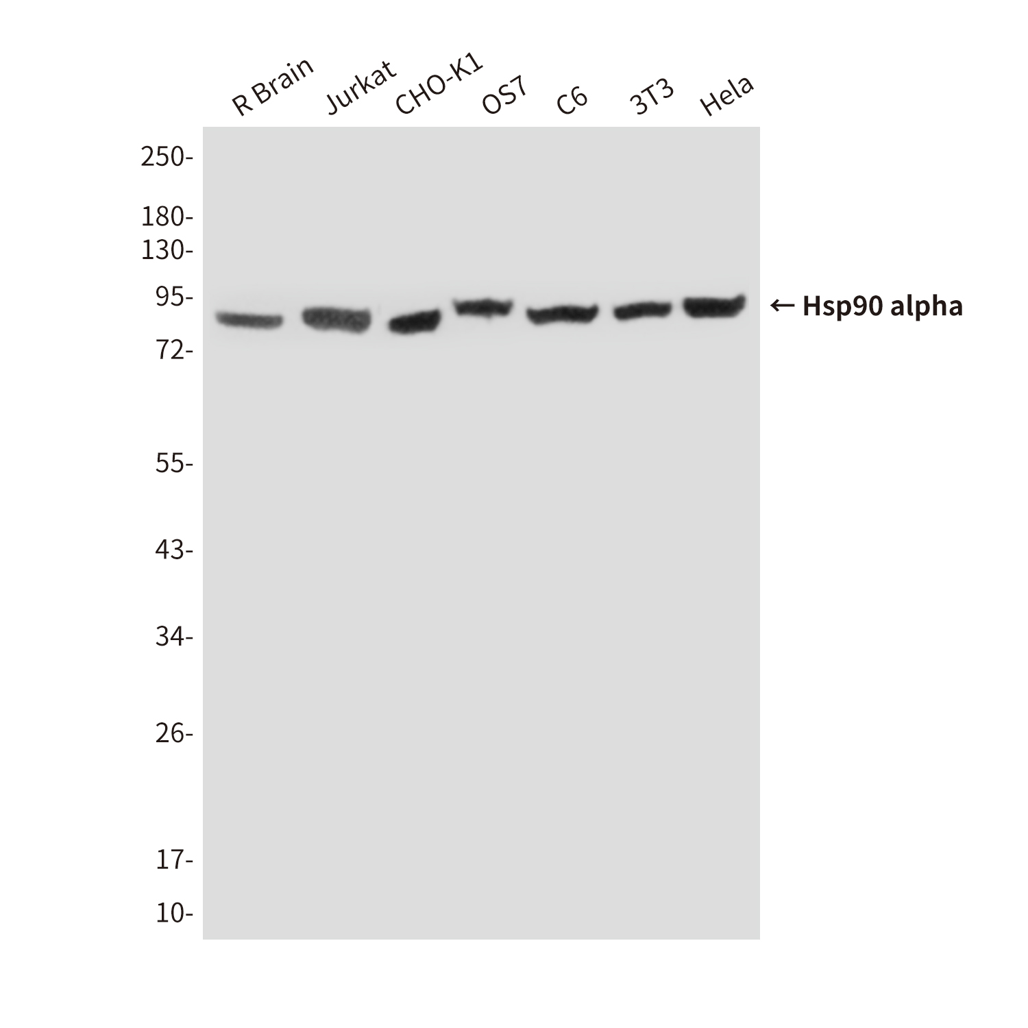 Hsp90 alpha(6H7) Mouse mAb ABZ4212