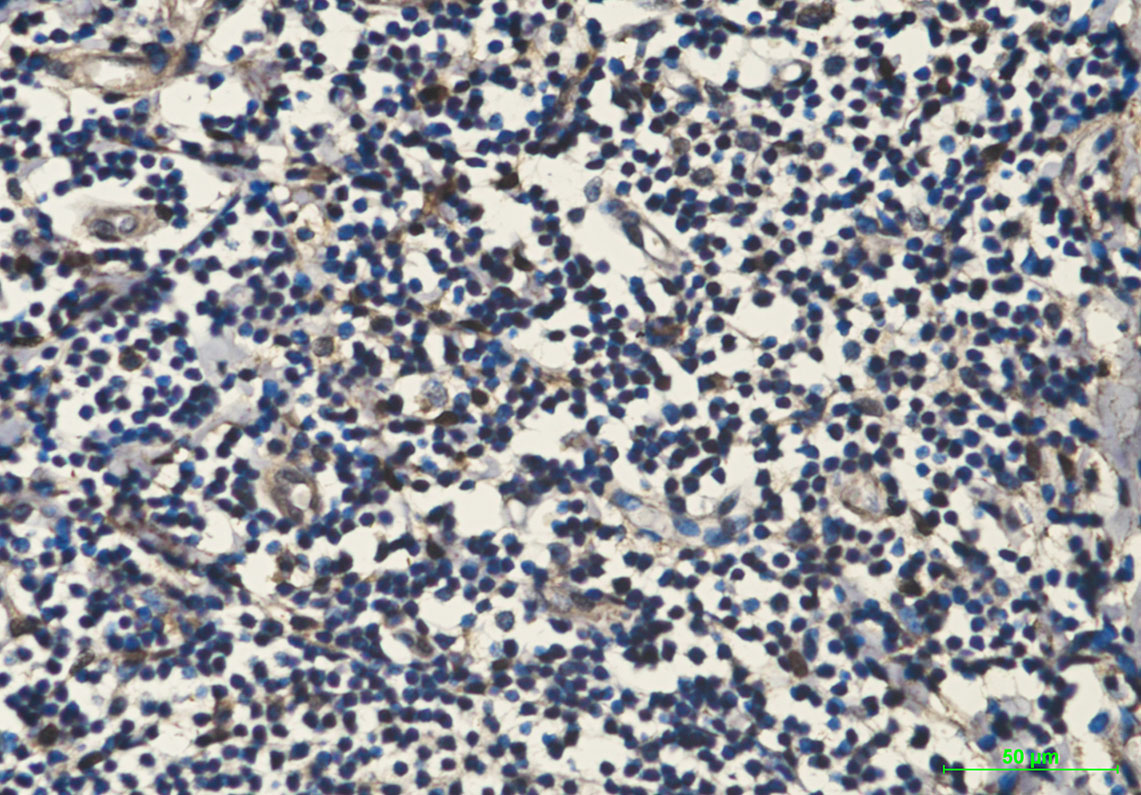 Hsp70 1A (1D9) Mouse mAb ABZ4222