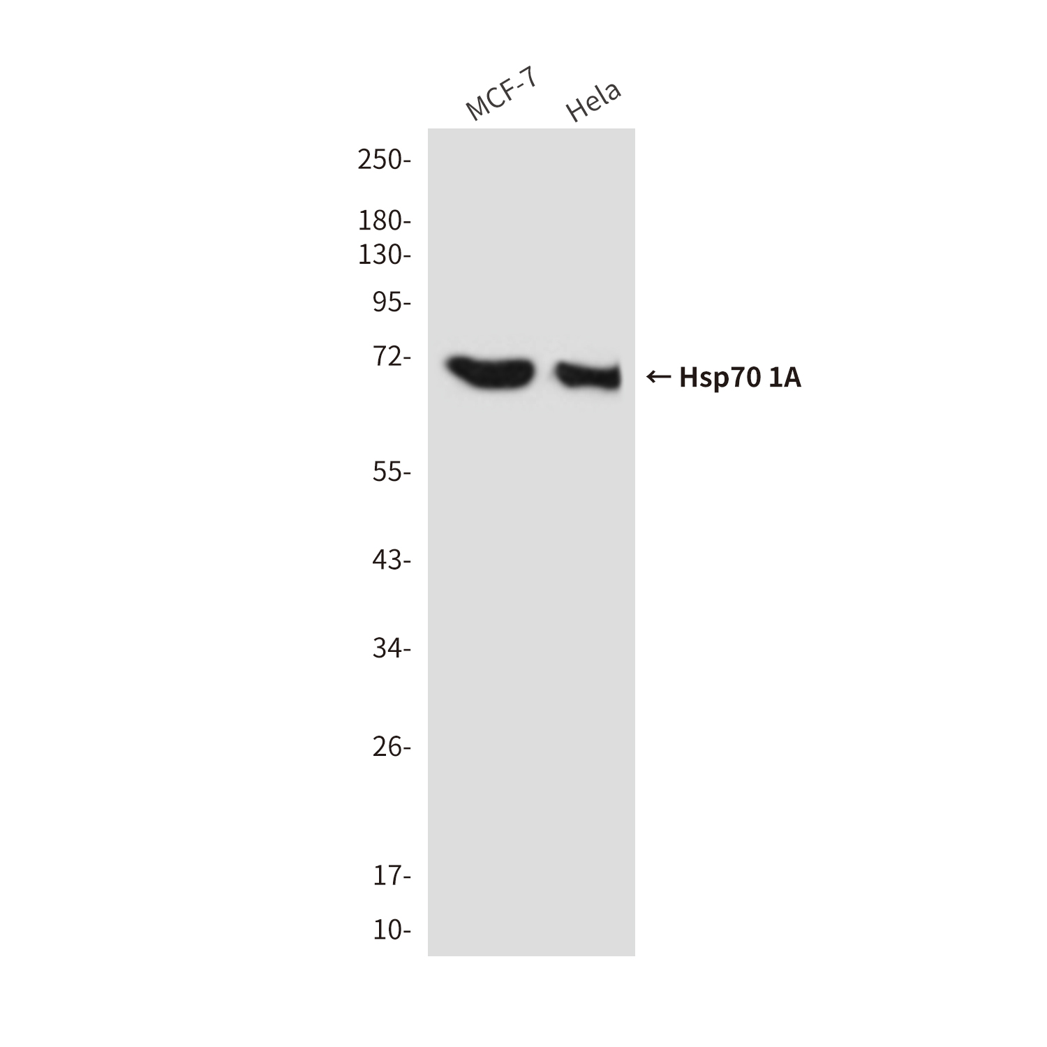 Hsp70 1A (1D9) Mouse mAb ABZ4222