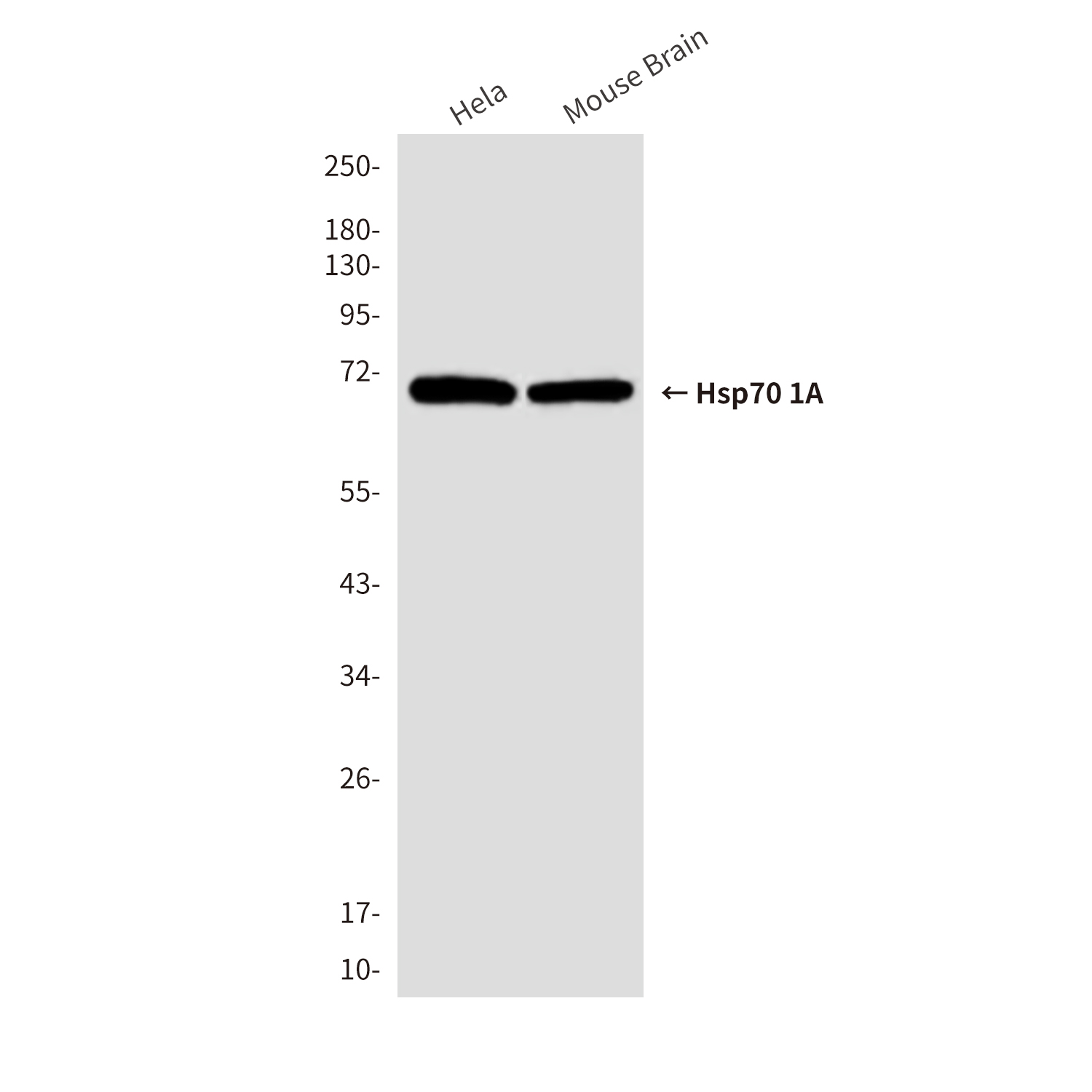 Hsp70 1A (1D9) Mouse mAb ABZ4222