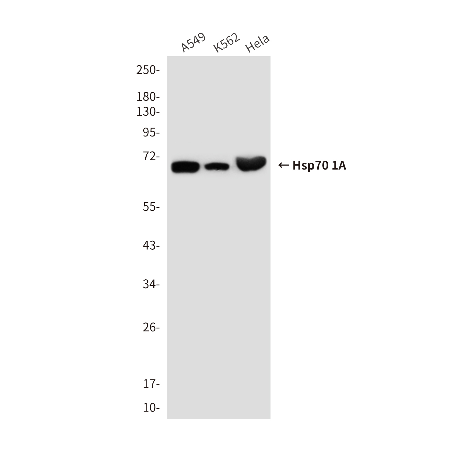Hsp70 1A (1D9) Mouse mAb ABZ4222