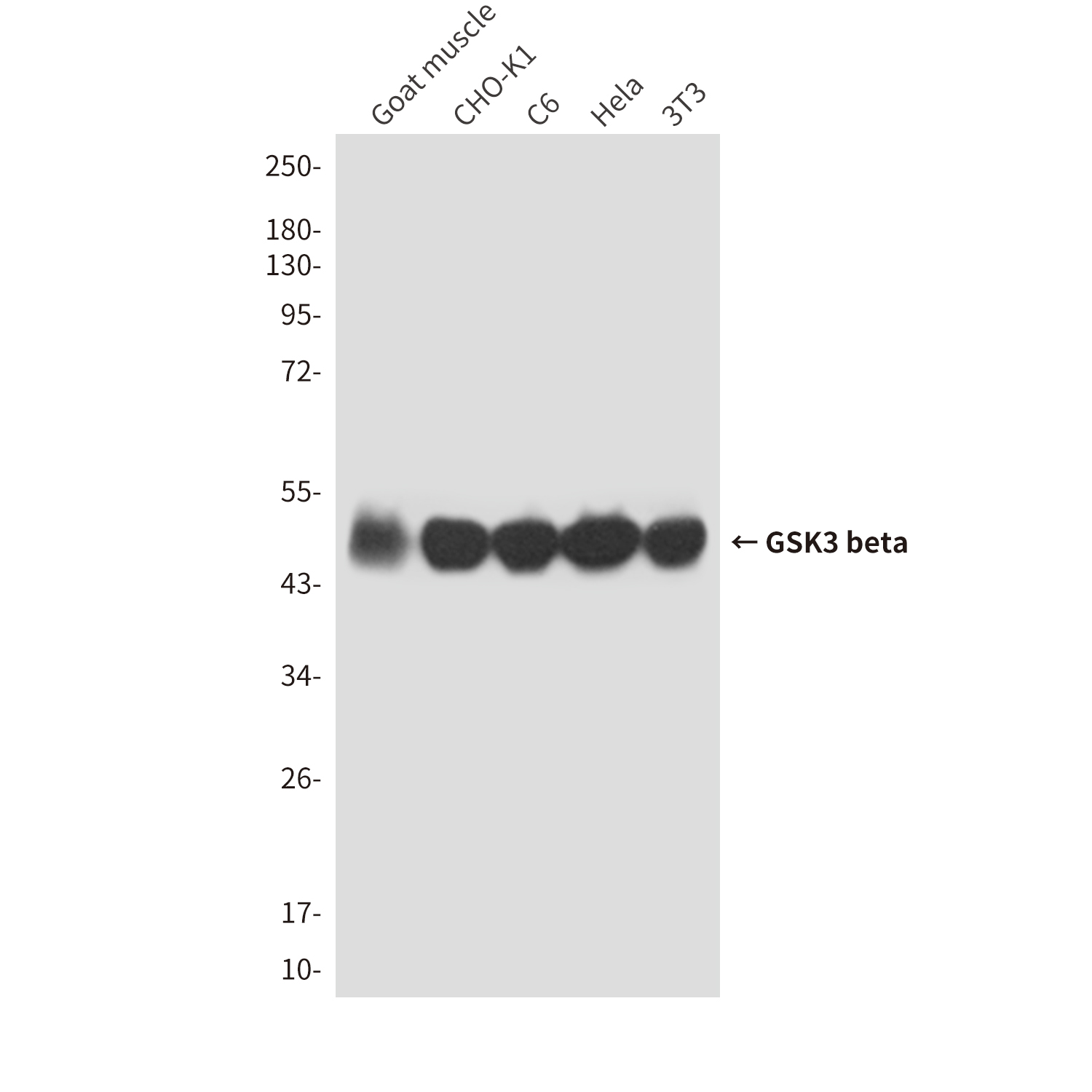 GSK3 beta (4C4) Mouse mAb ABZ4224
