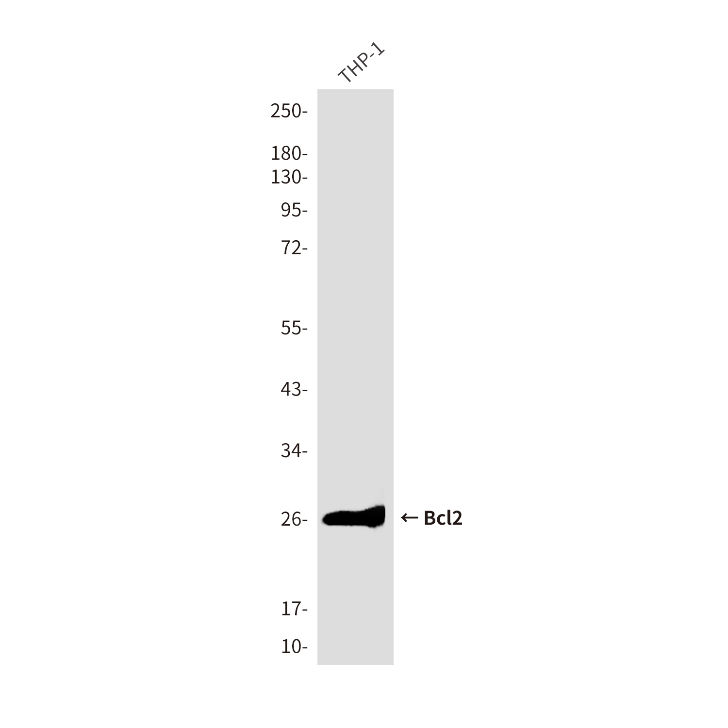 Bcl 2 (1D8) Mouse mAb ABZ4227