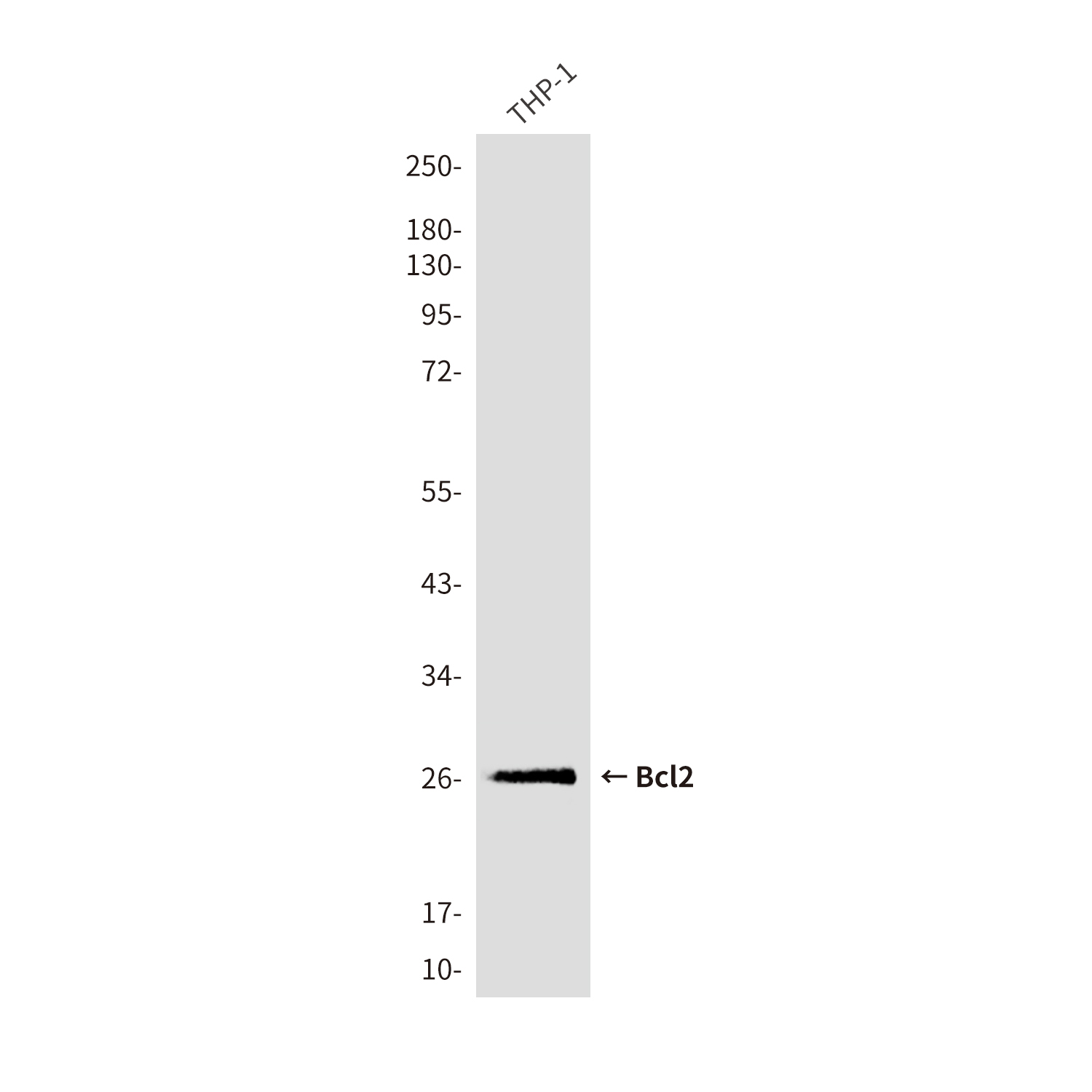 Bcl 2 (9A4) Mouse mAb ABZ4228