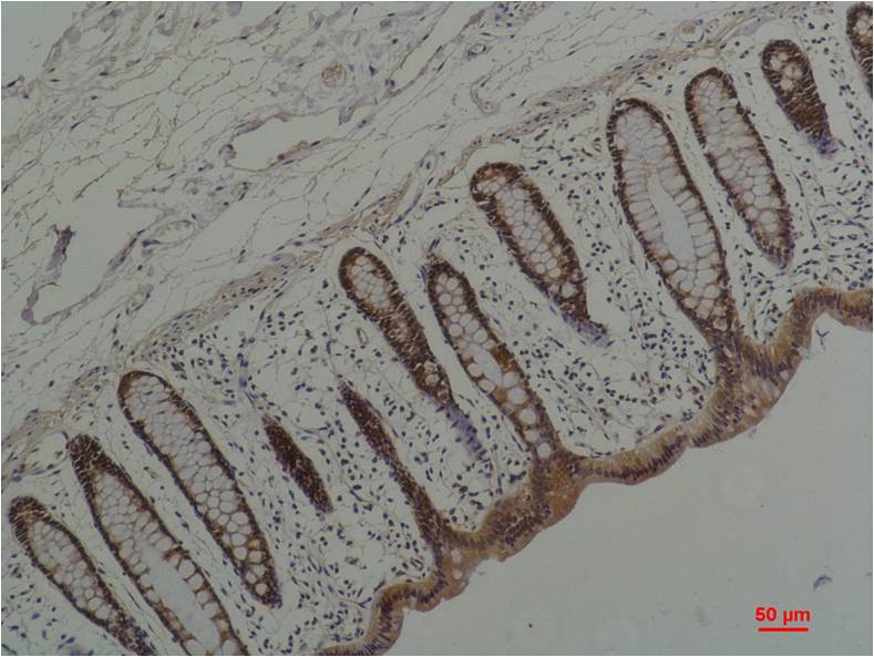 Hsp90 (5D6) Mouse mAb ABZ4230